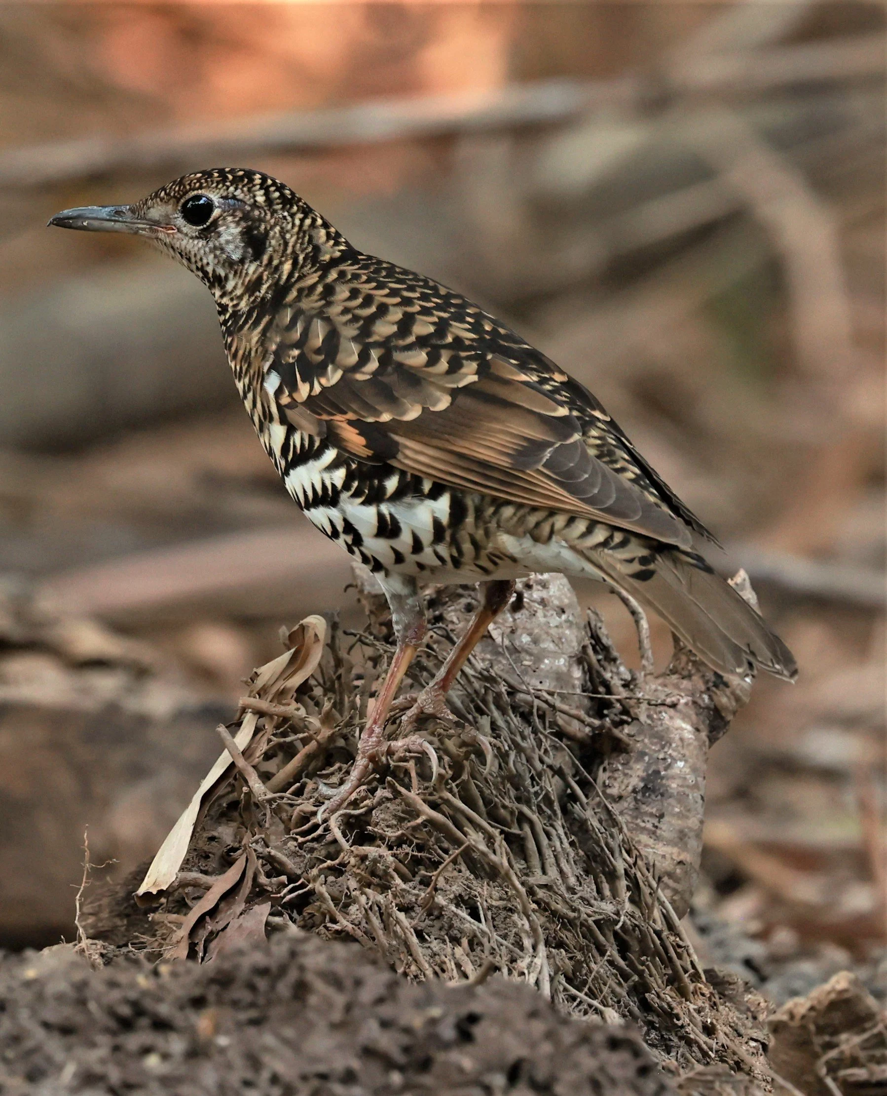White's Thrush (Zoothera aurea) Putthamonthon Park Nakhon Pathom Thailand (68).jpg