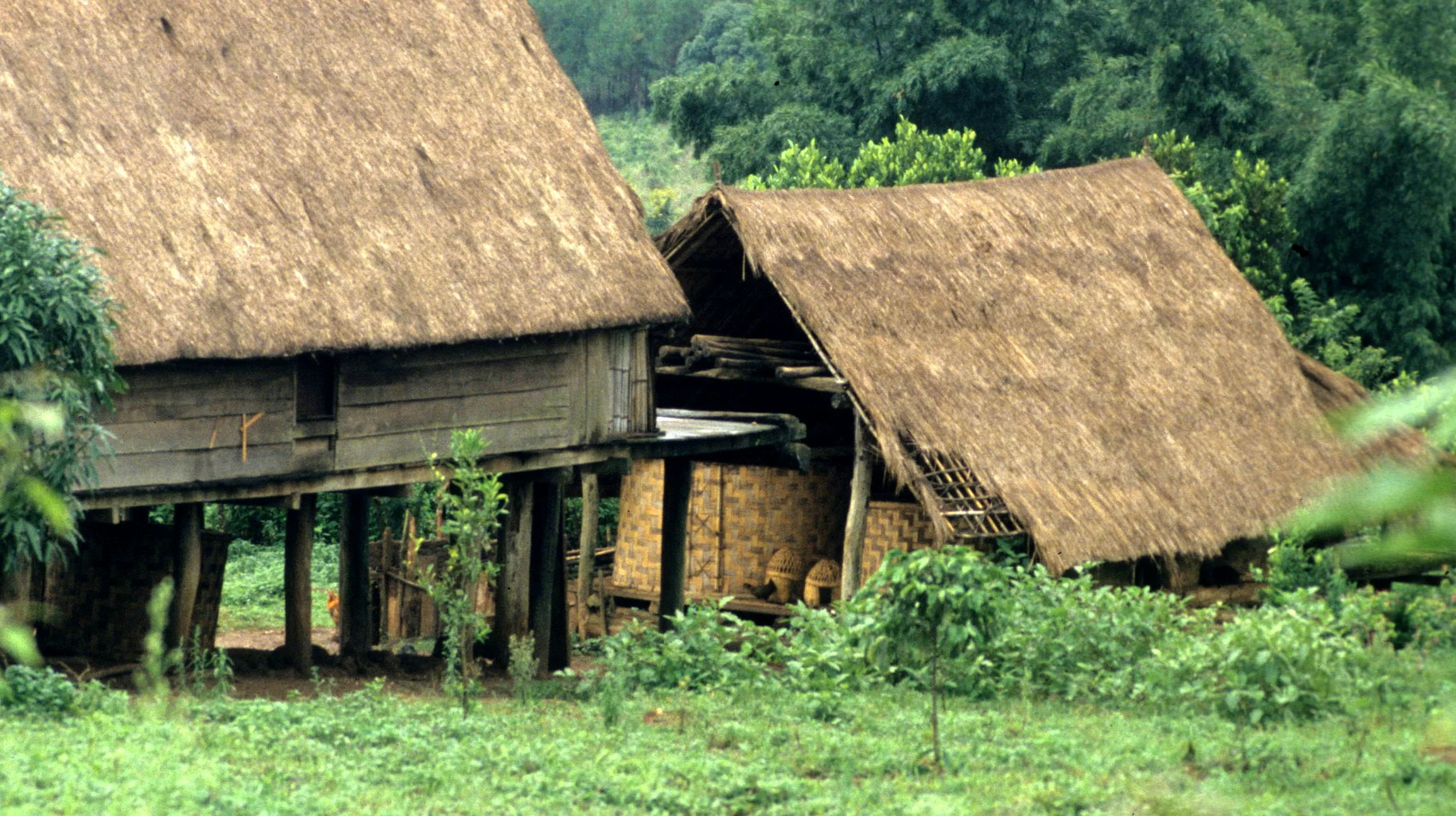 HILLTRIBE - ADAY HILL TRIBE NEAR BUNMETOUT F1.jpg