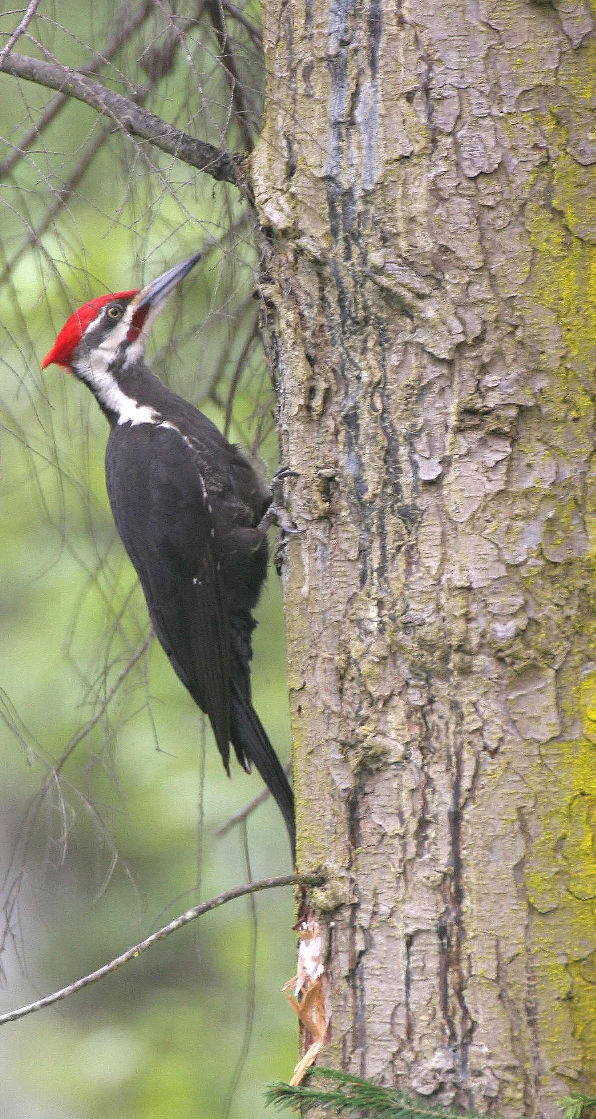 BIRD - WOODPECKER - PILEATED WOODPECKER - GASMAN (8).jpg