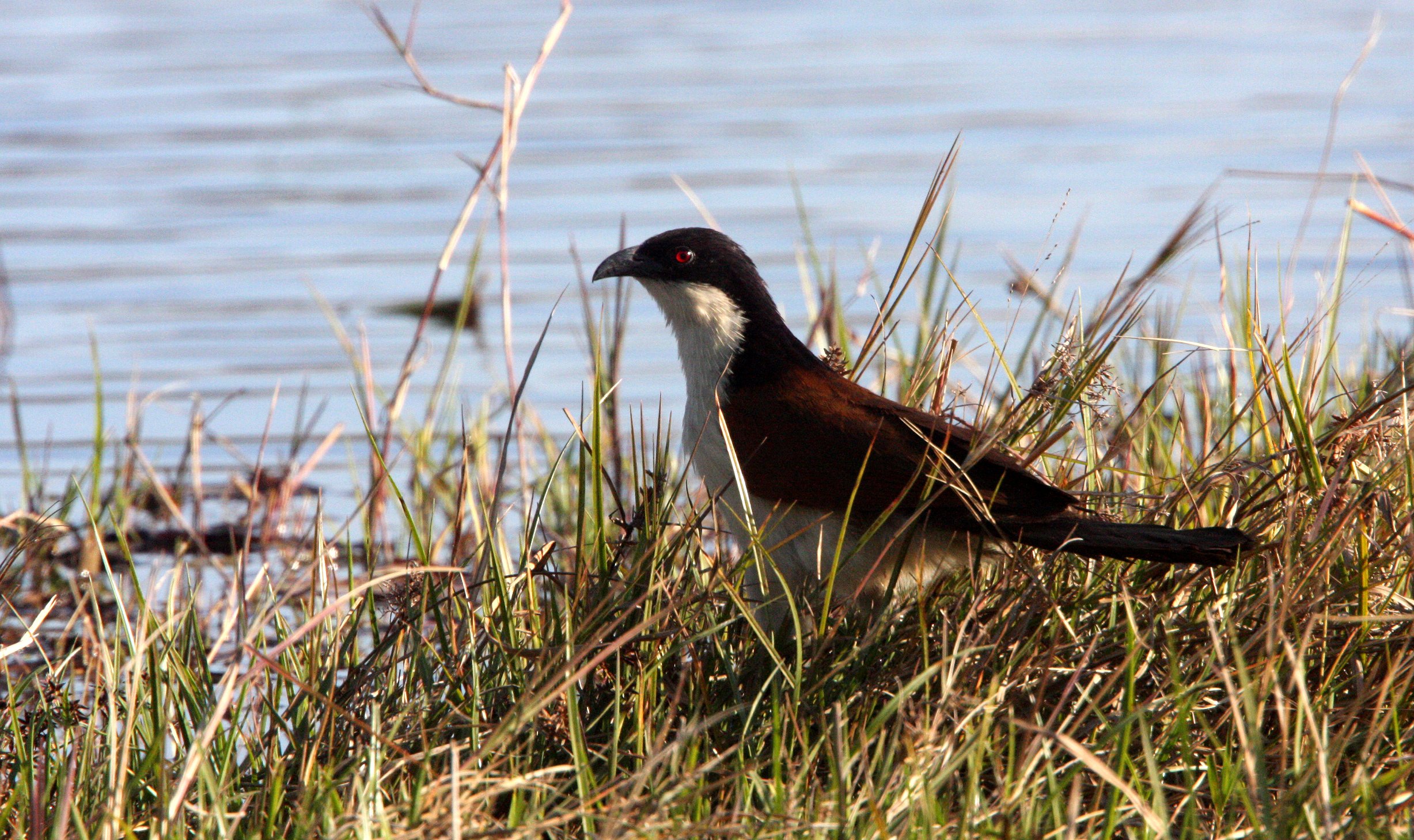 Coppery-tailed Coucal (Centropus cupreicaudis) Khwai Camp Okavango Botswana (2).JPG