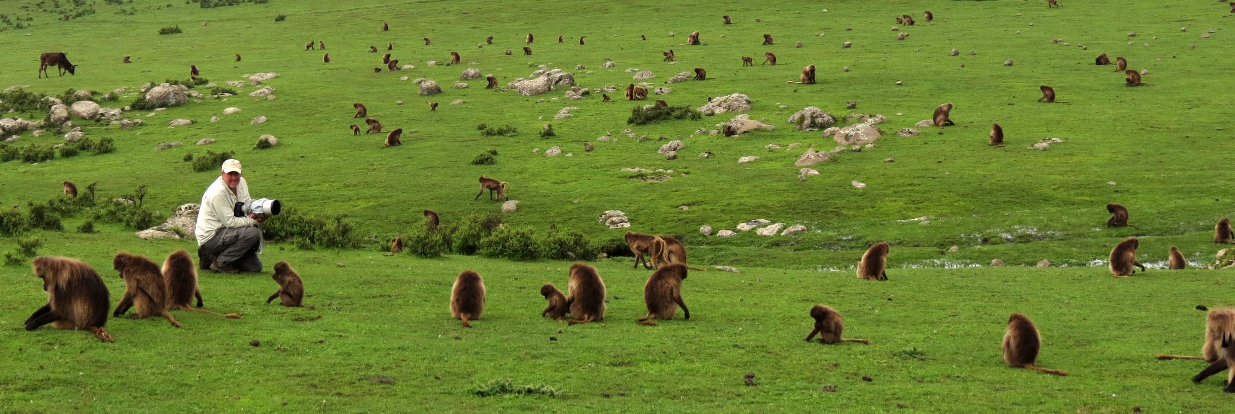 CERCOPITHECIDAE - Theropithecus gelada - GELADA - SIMIEN MOUNTAINS NATIONAL PARK ETHIOPIA (1606).JPG