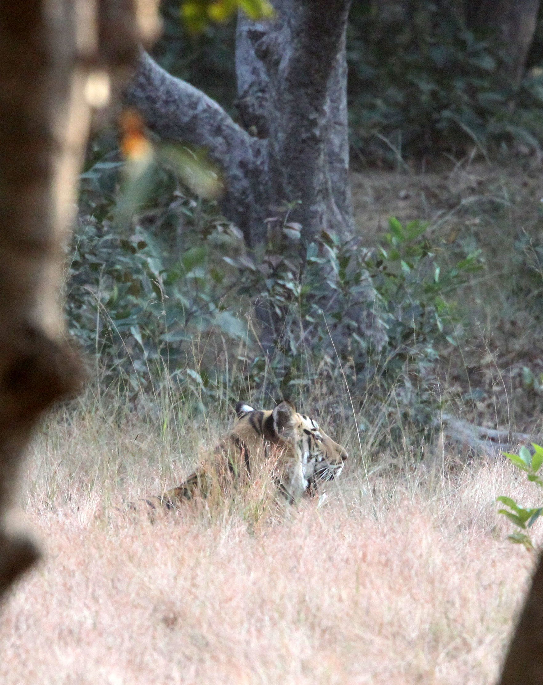 Panthera tigris tigris - BENGAL TIGER - BANDHAVGAR NATIONAL PARK MADHYA PRADESH INDIA (48).JPG