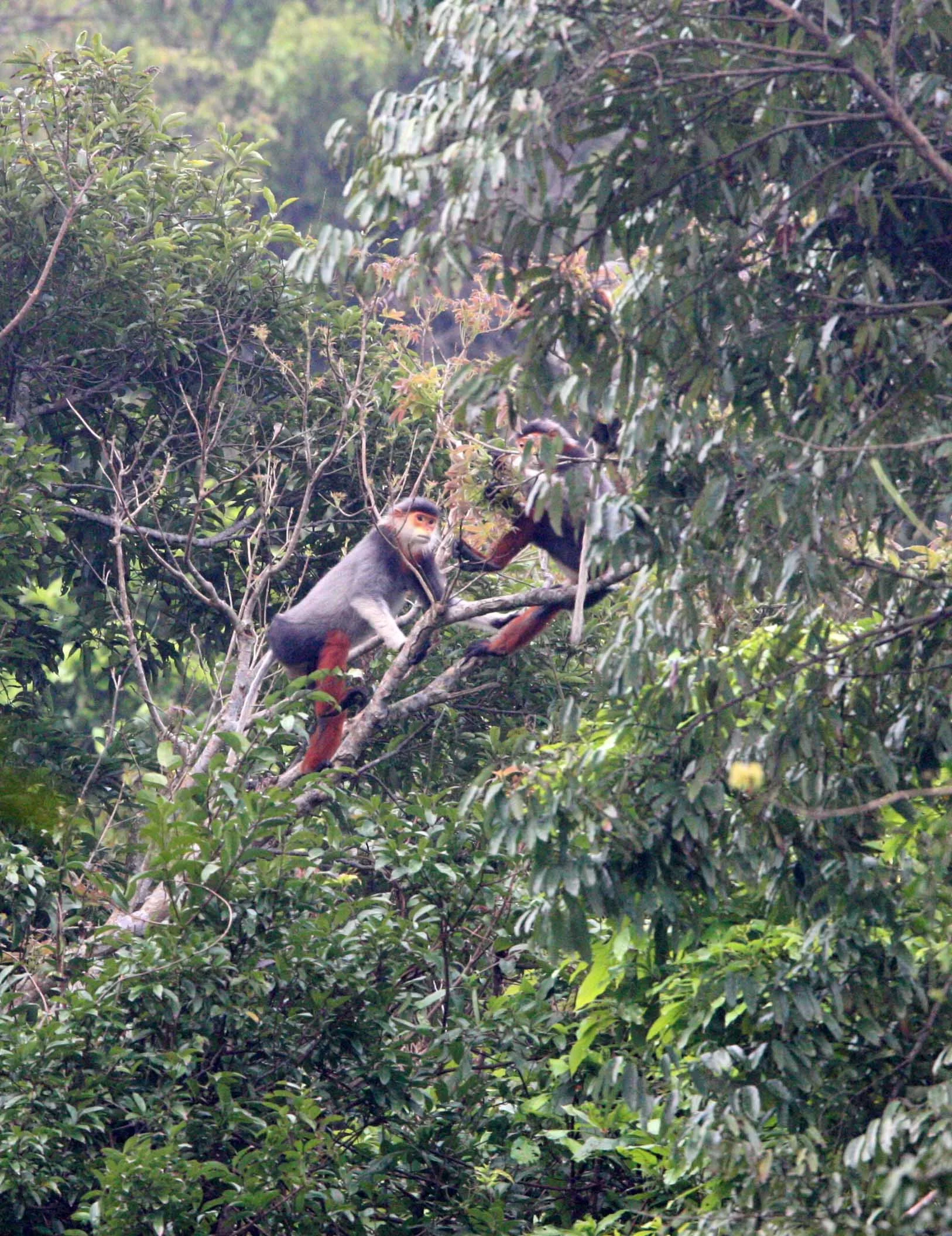 CERCOPITHECIDAE - Pygathrix nemaeus - RED-SHANKED DOUC - SON TRA PENINSULA DA NANG VIET NAM (51).JPG
