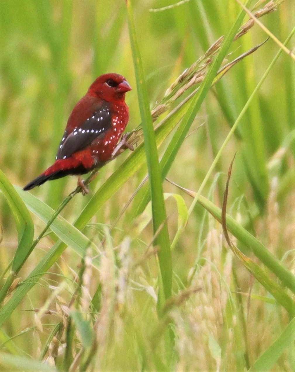 RED AVADAVAT - Amandava amandava - LAD KRABANG  THAP YAO RICE FIELDS AUGUST 14 2021 (110).jpg