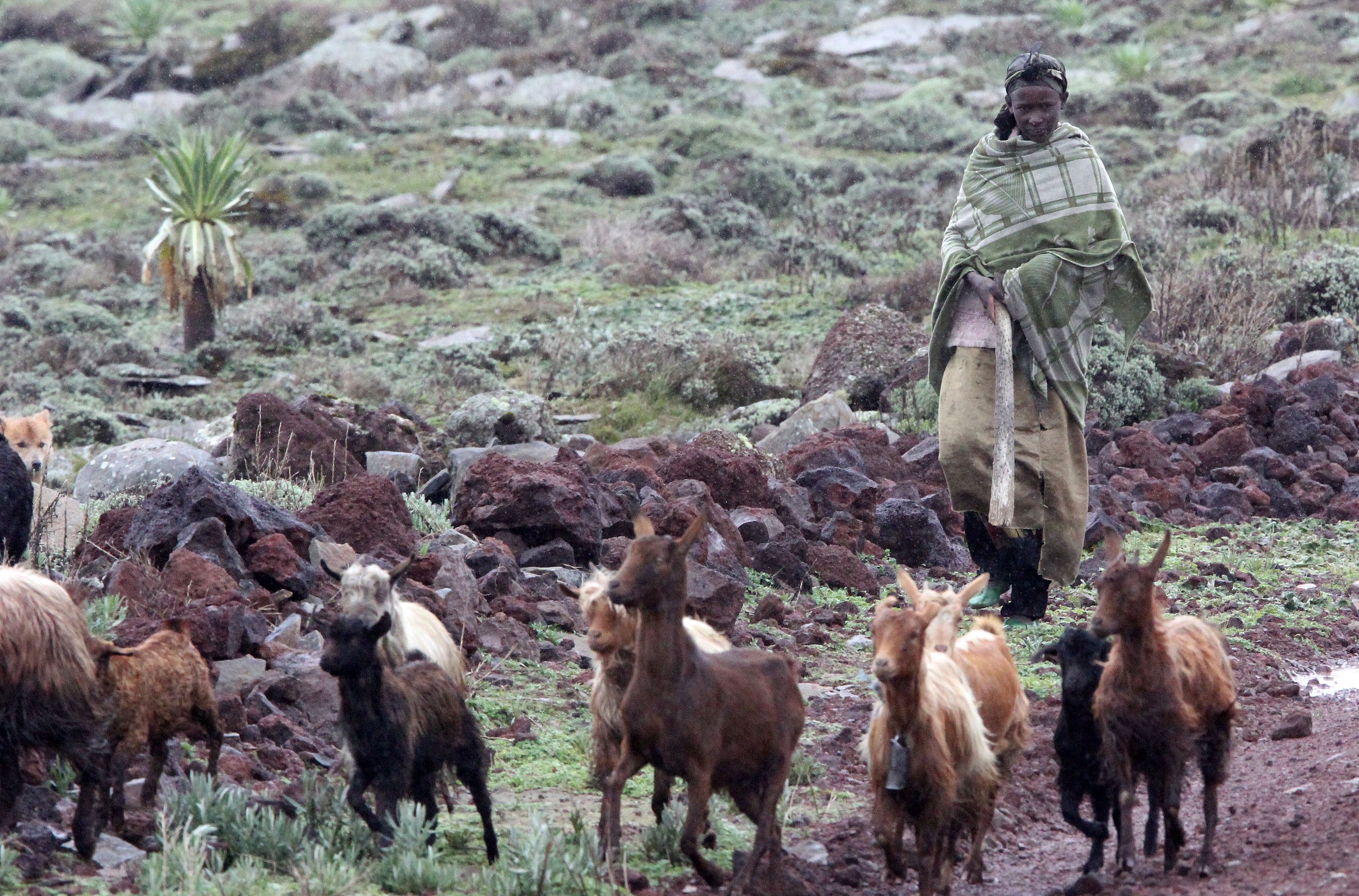 BALE MOUNTAINS NATIONAL PARK ETHIOPIA (366).JPG