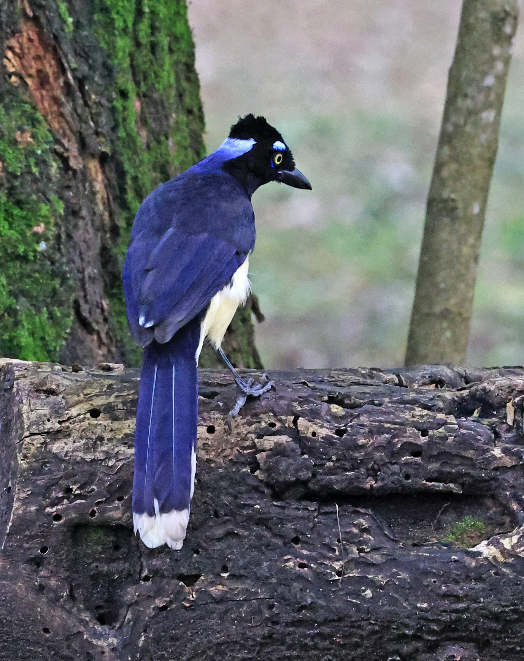 Plush-crested Jay (Cyanocorax chrysops) El Palmar National Park, Entre Rios, Argentina (5).jpg