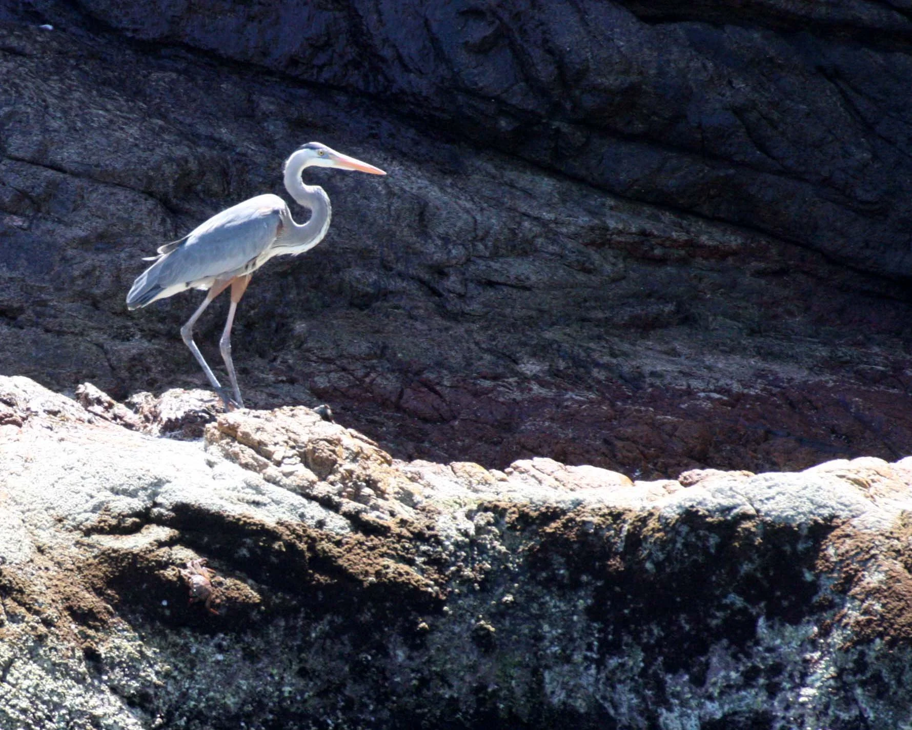 HERON - GREAT BLUE HERON- Ardea herodias - ISLA CATALINA BAJA MEXICO (14).JPG