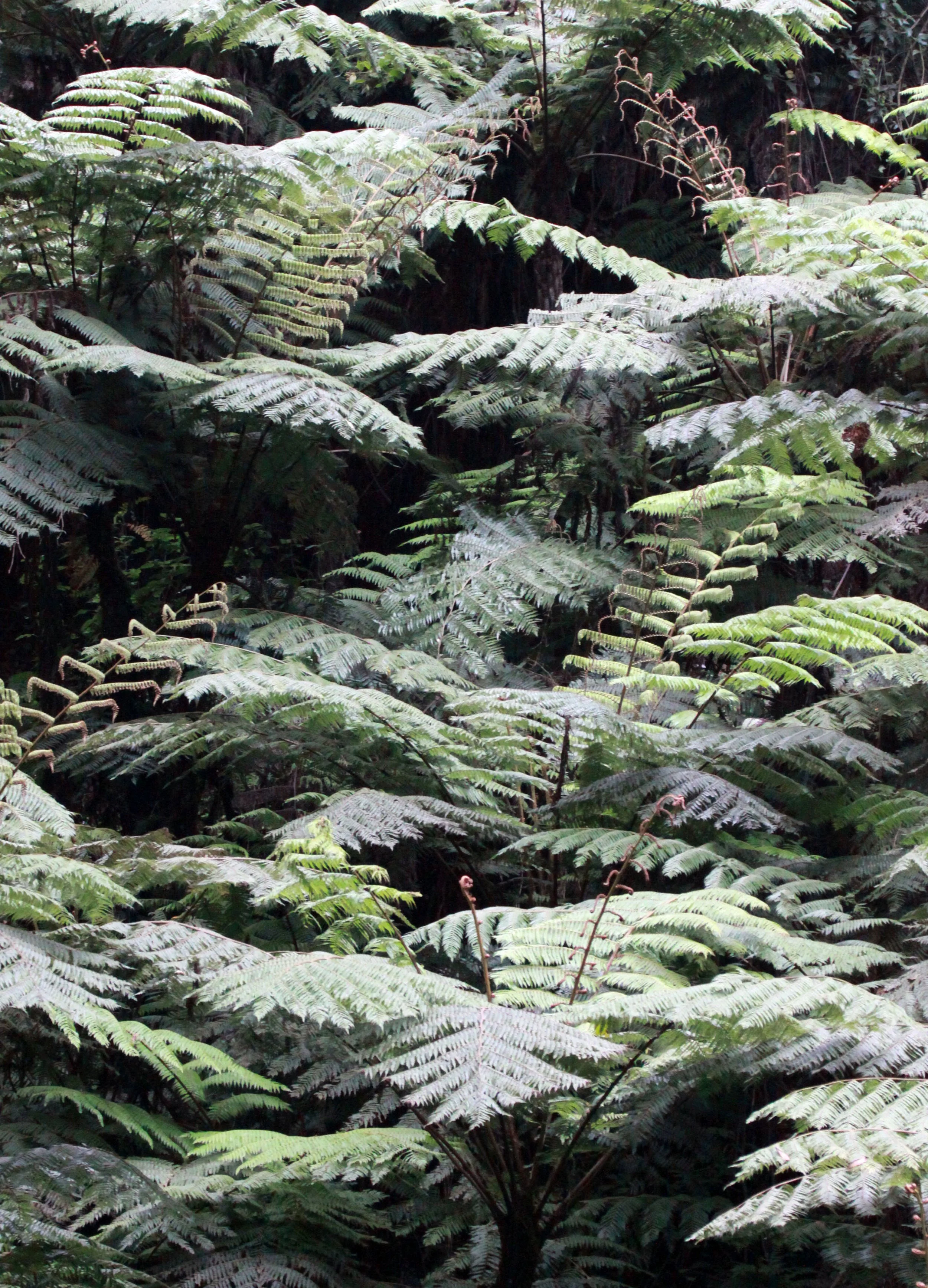 NYUNGWE NATIONAL PARK RWANDA (513).JPG