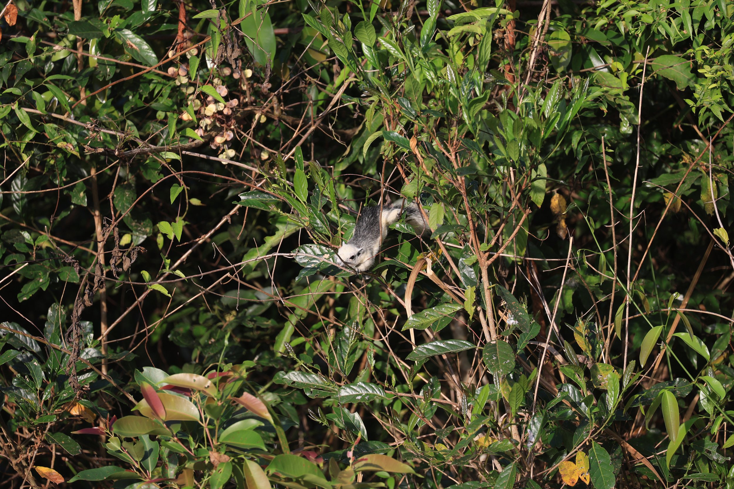 Finlayson's squirrel (Callosciurus finlaysonii bocourti) Khao Yai National Park (7).JPG