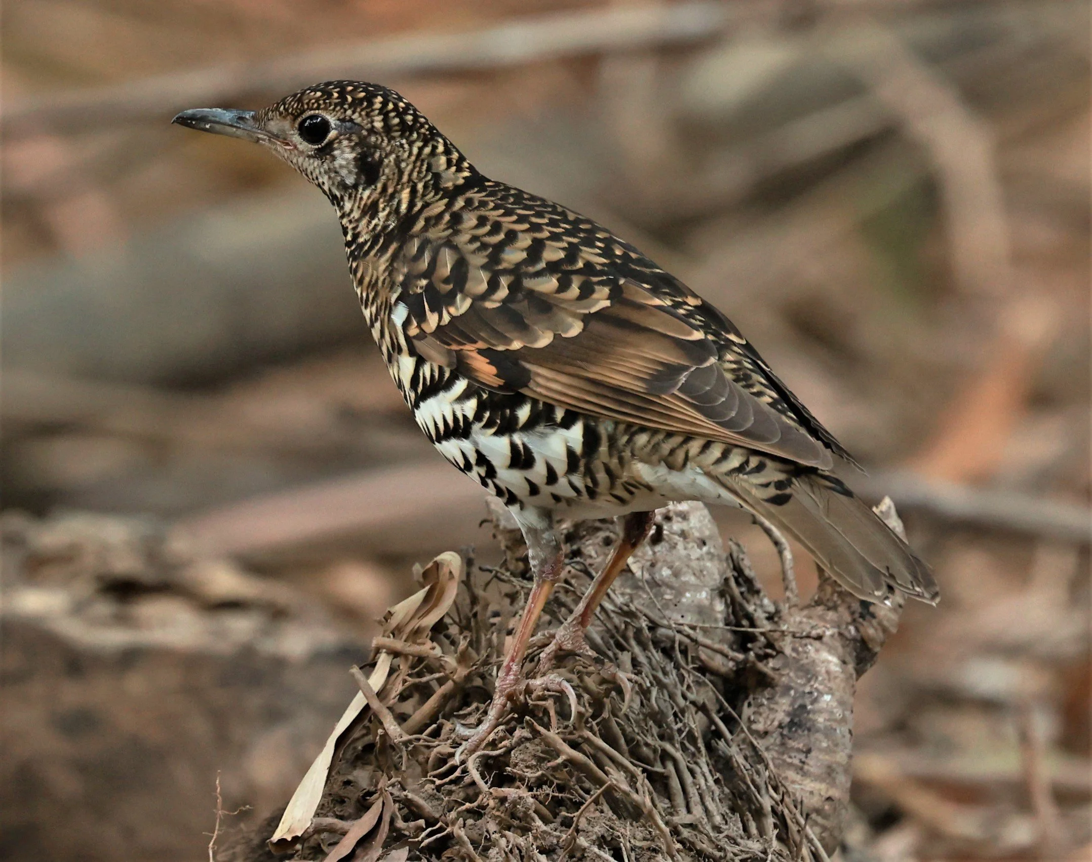 White's Thrush (Zoothera aurea) Putthamonthon Park Nakhon Pathom Thailand (78).jpg