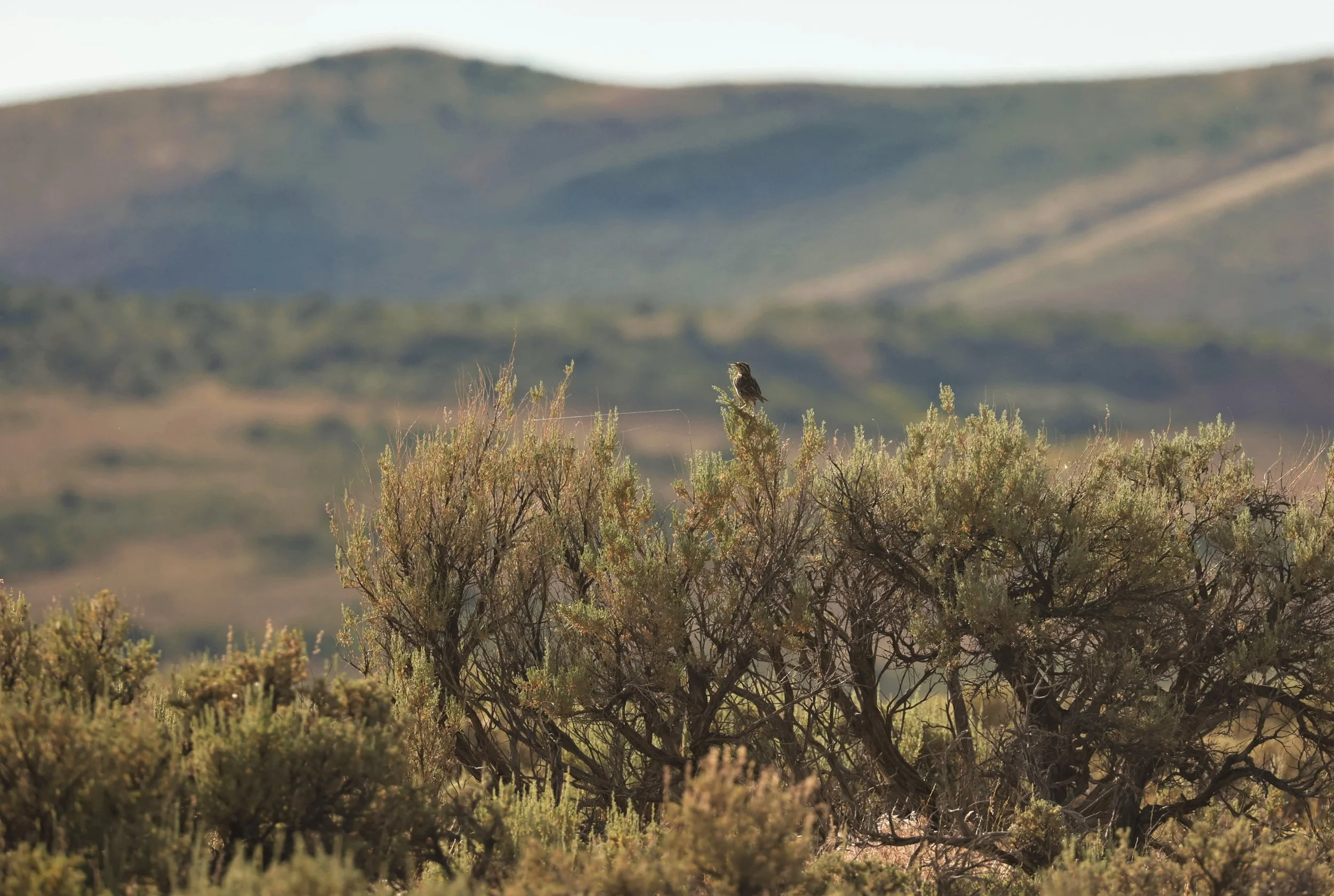 Western Meadowlark (Sturnella neglecta) Fossil Buttes National Monument Wyoming (4).jpg