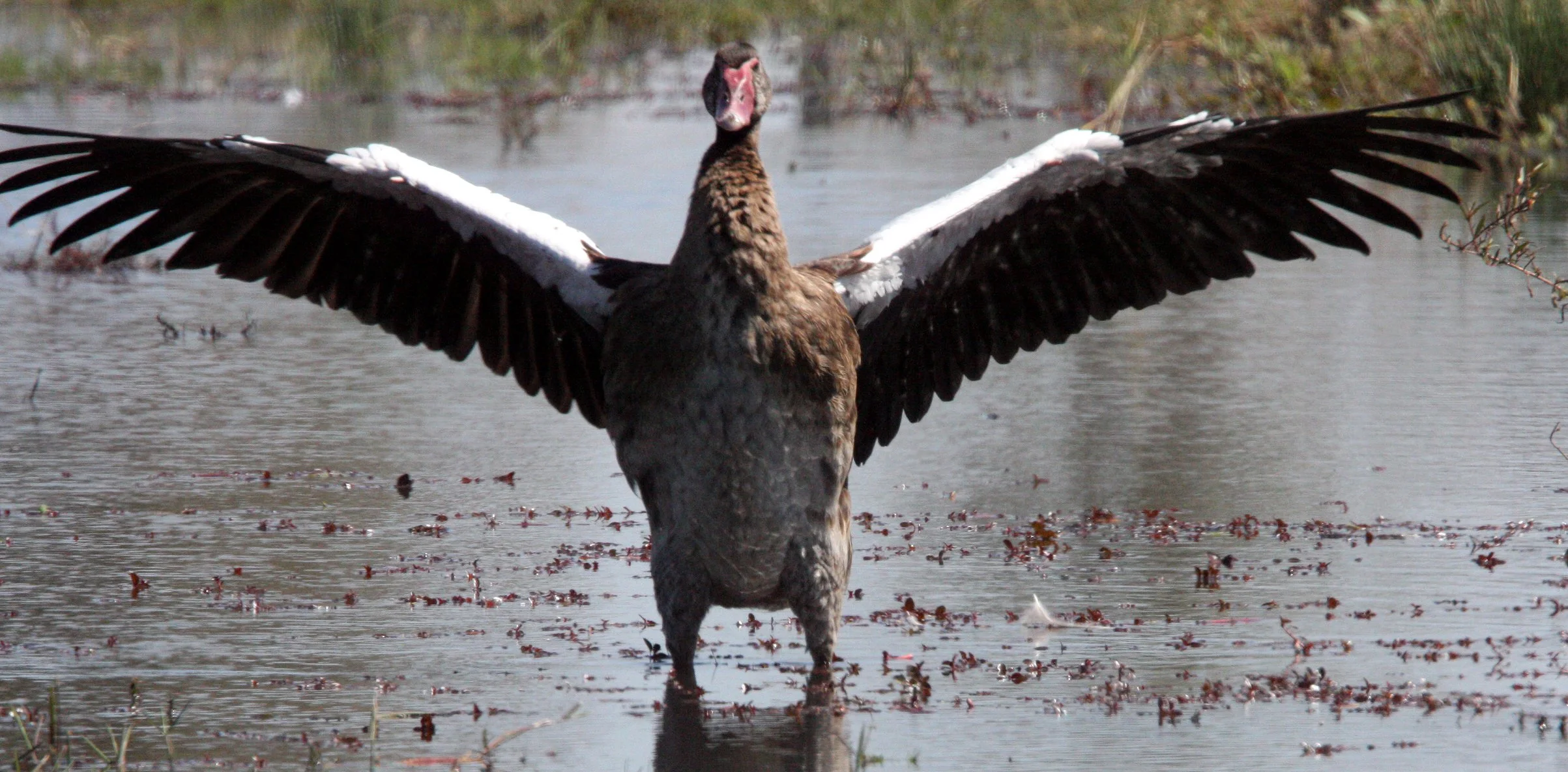 GOOSE - SPUR-WINGED GOOSE - Plectropterus gambensis - KHWAI CAMP OKAVANGO BOTSWANA (33).JPG