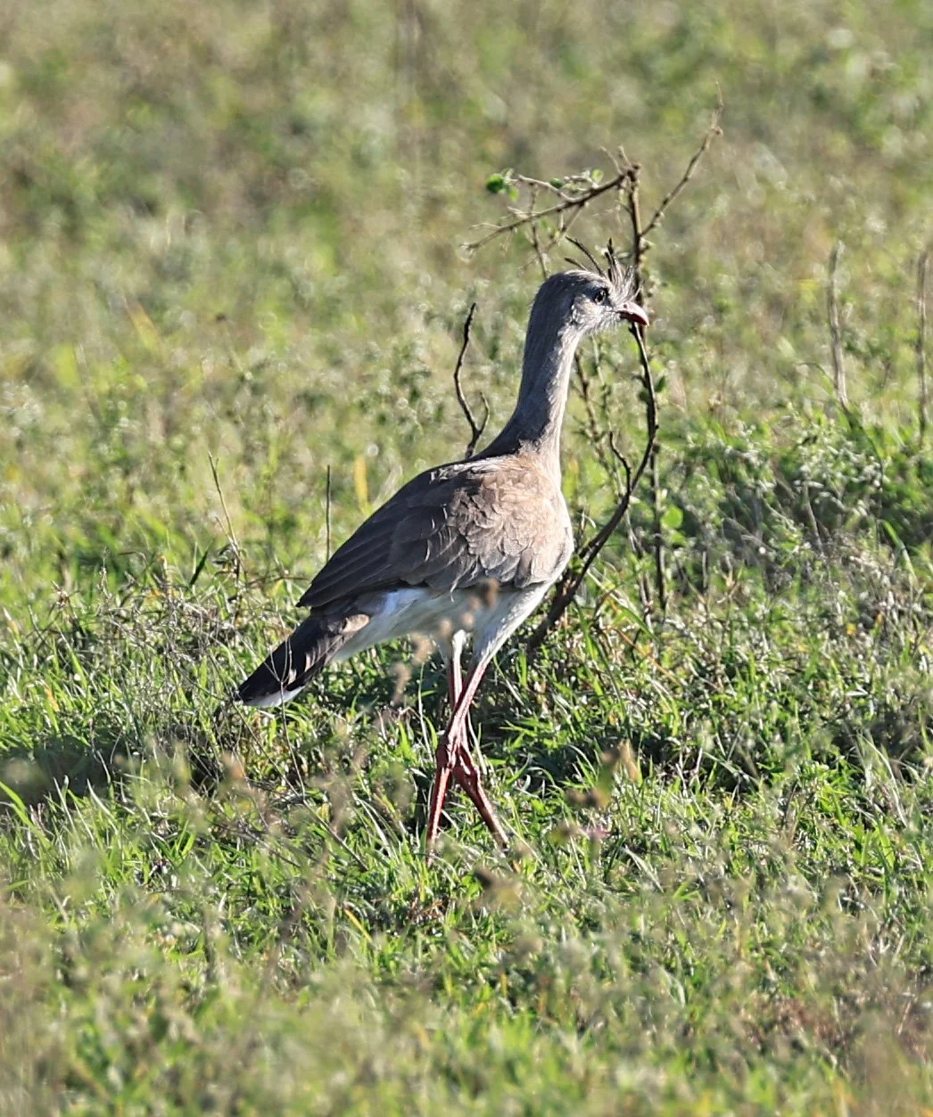 Red-legged Seriema (Cariama cristata) Neuland Mennonite Colony Paraguay (11).jpg