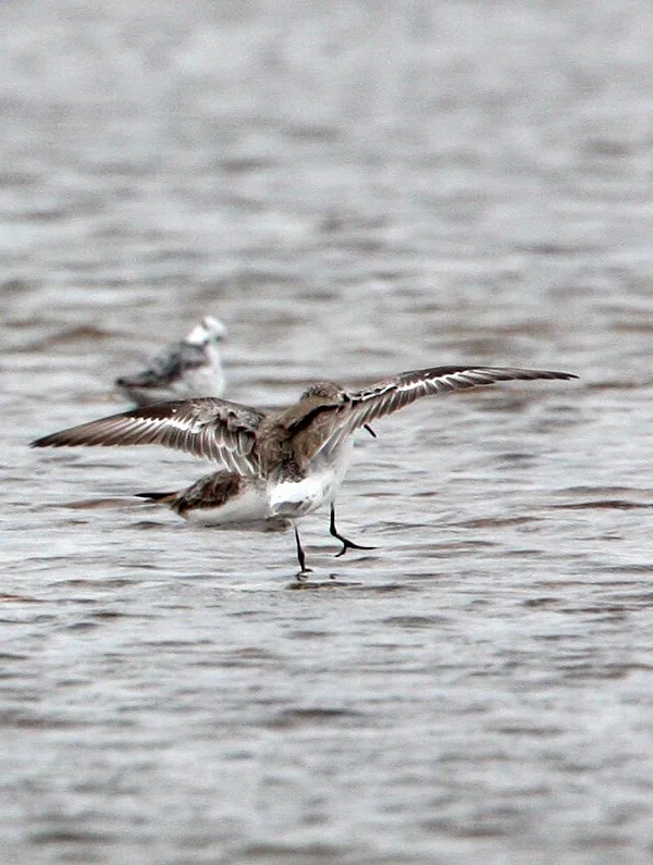 SANDPIPER - CURLEW SANDPIPER - Calidris ferruginea - PAK THALE PETCHABURI PROVINCE THAILAND (21).JPG