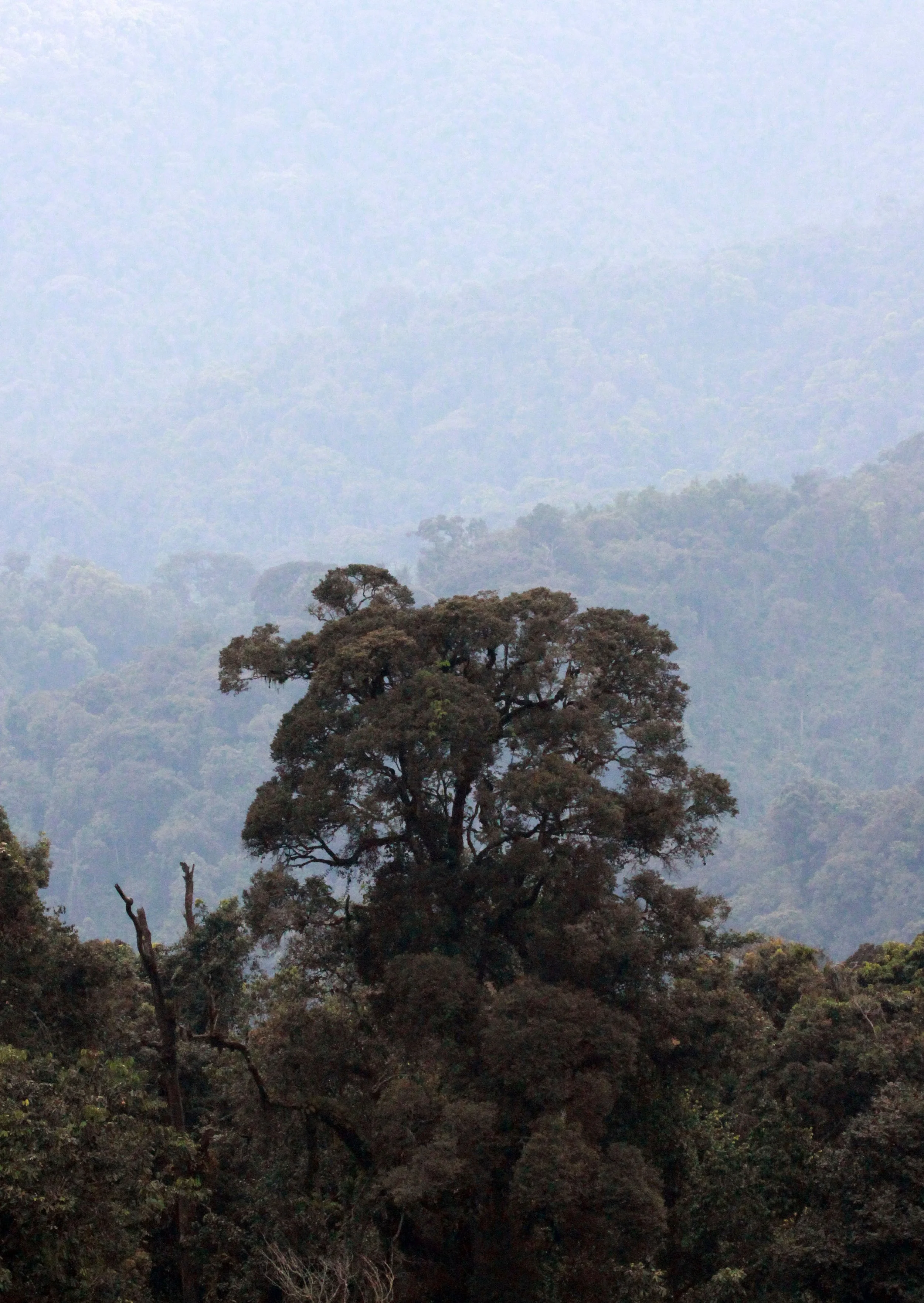 NYUNGWE NATIONAL PARK RWANDA (560).JPG