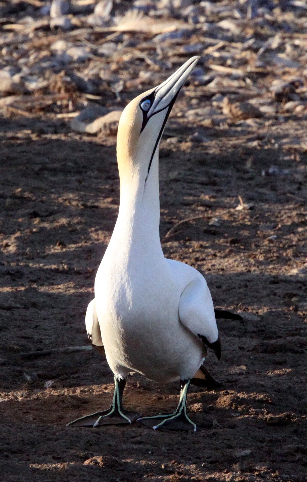 Cape gannet (Morus capensis) Lambert's Bay South Africa (51).JPG