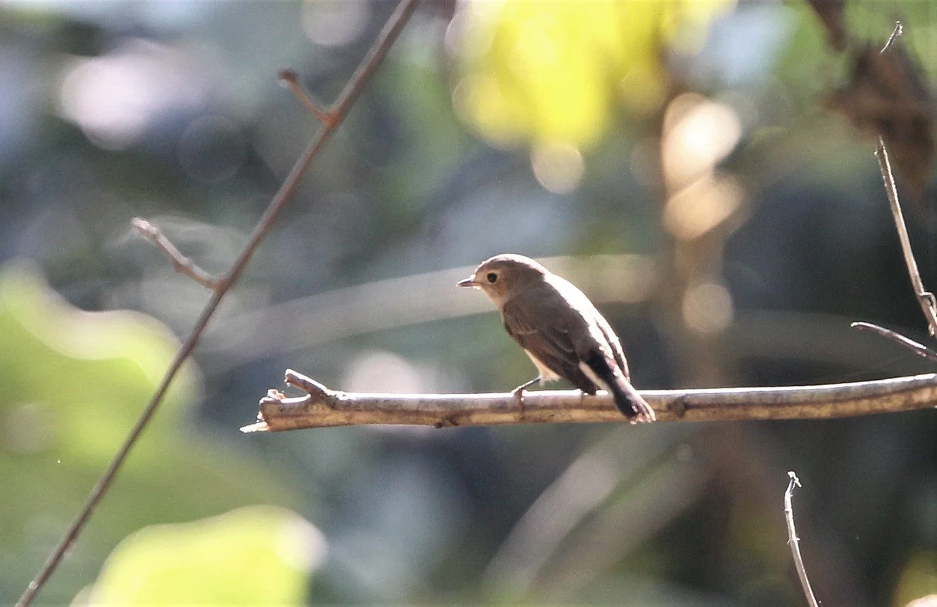 BIRD - FLYCATCHER - ASIAN BROWN- KAENG KRACHAN NP A.jpg