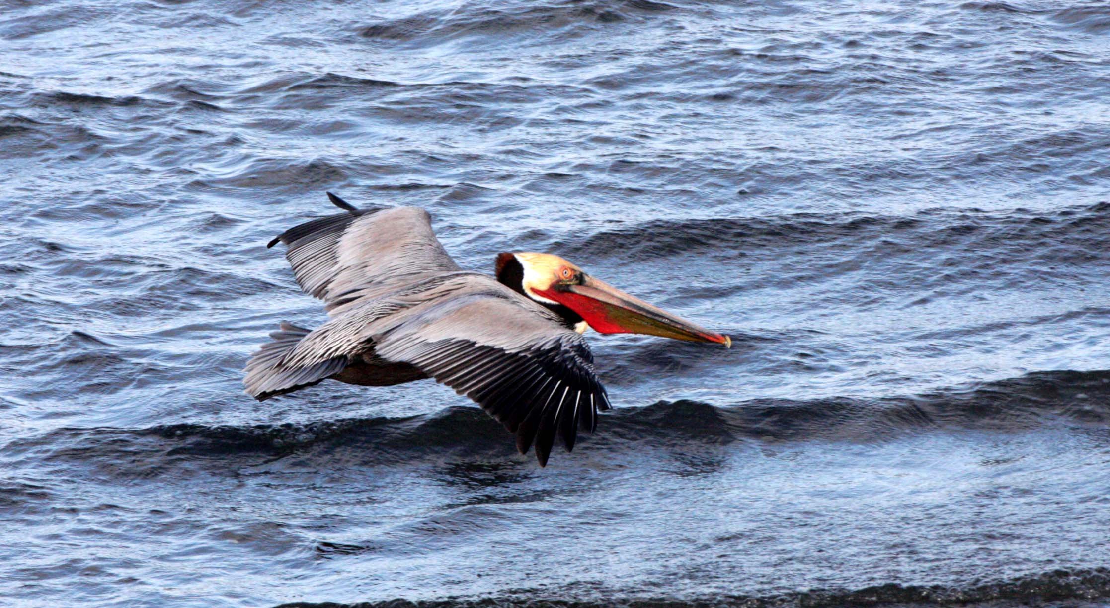 Pelecanus occidentalis - BROWN PELICAN - SAN IGNACIO LAGOON BAJA MEXICO (32).JPG