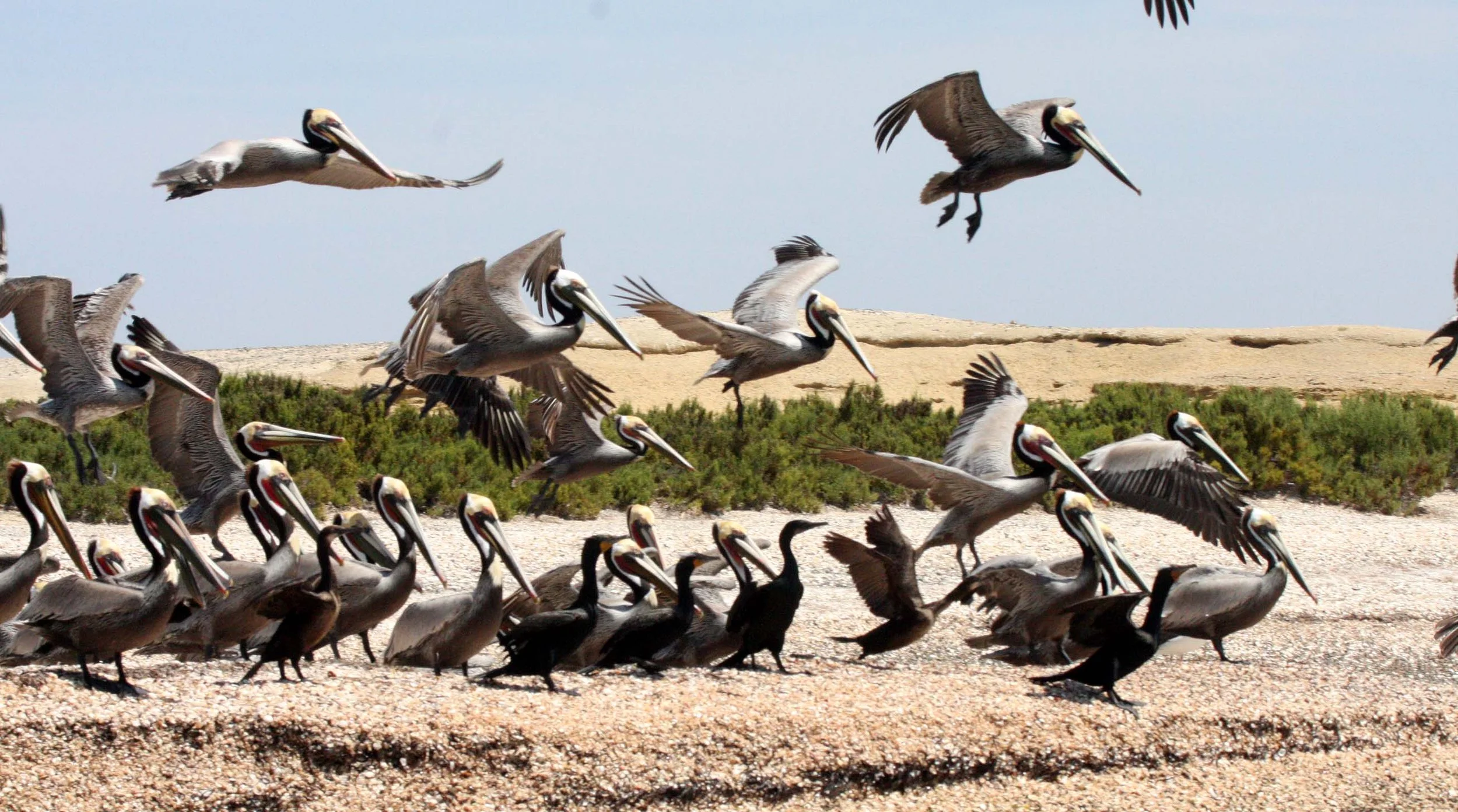 Nannopterum auritum - Double-crested Cormorant with Brown Pelican - San Ignacio Lagoon, Baja Mexico (12).JPG