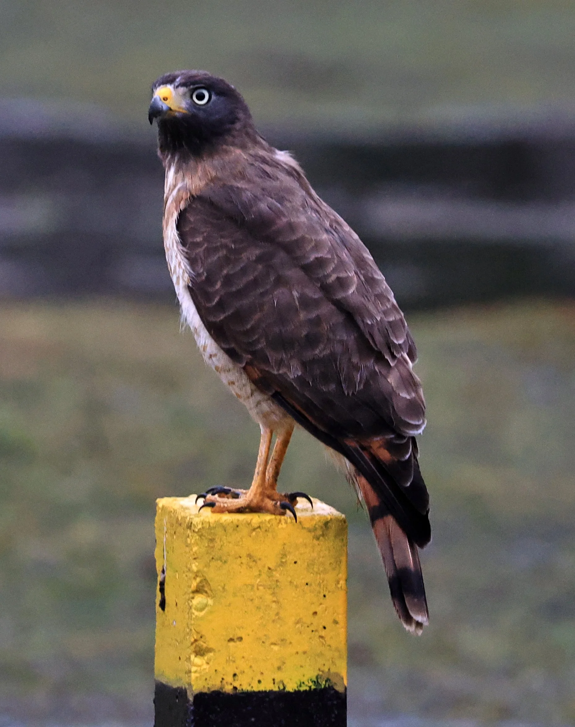 Roadside Hawk (Rupornis magnirostris) El Palmar National Park, Entre Rios, Argentina (6).jpg