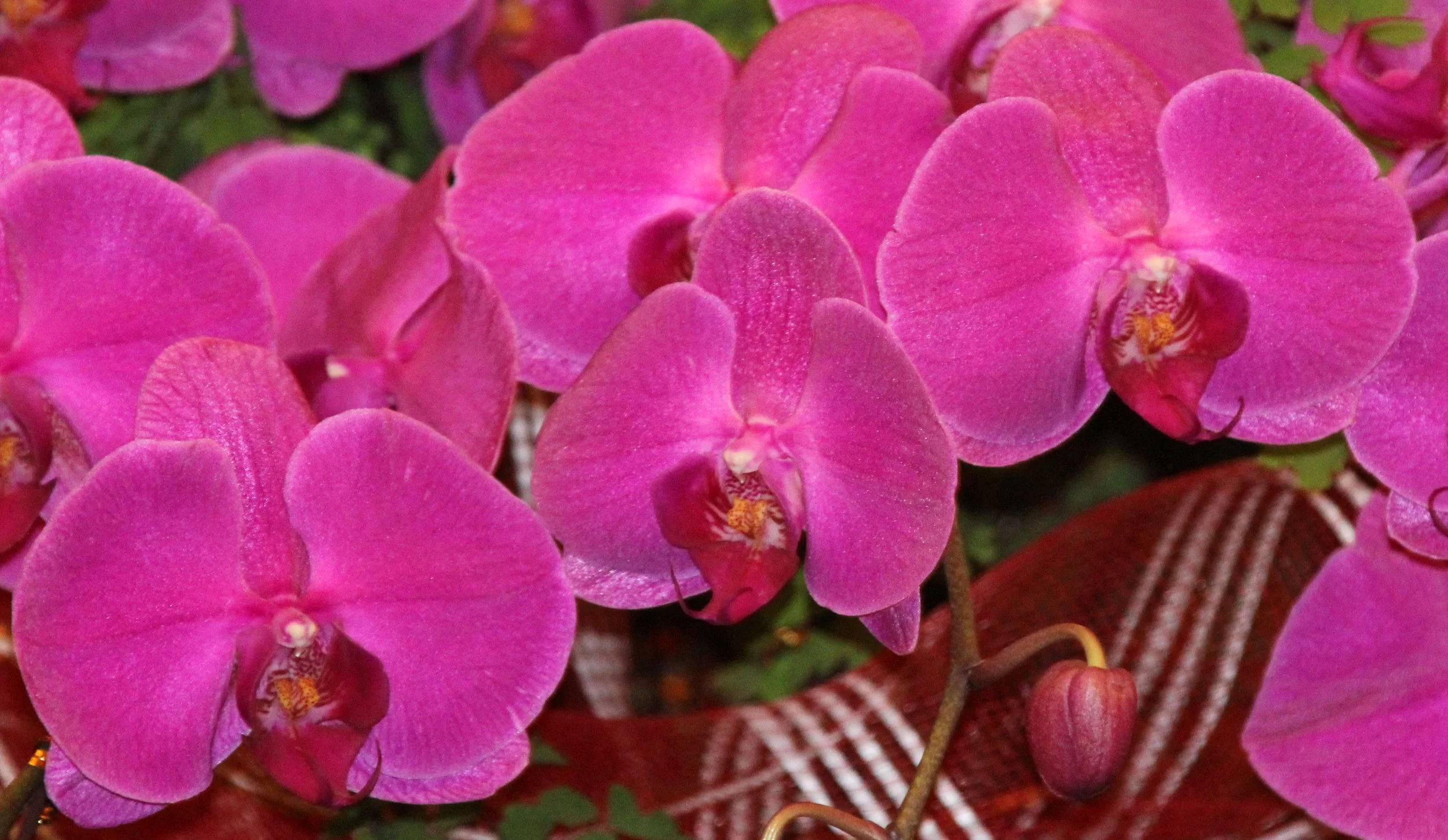 LING SHAN - WUXI CHINA (46).JPG