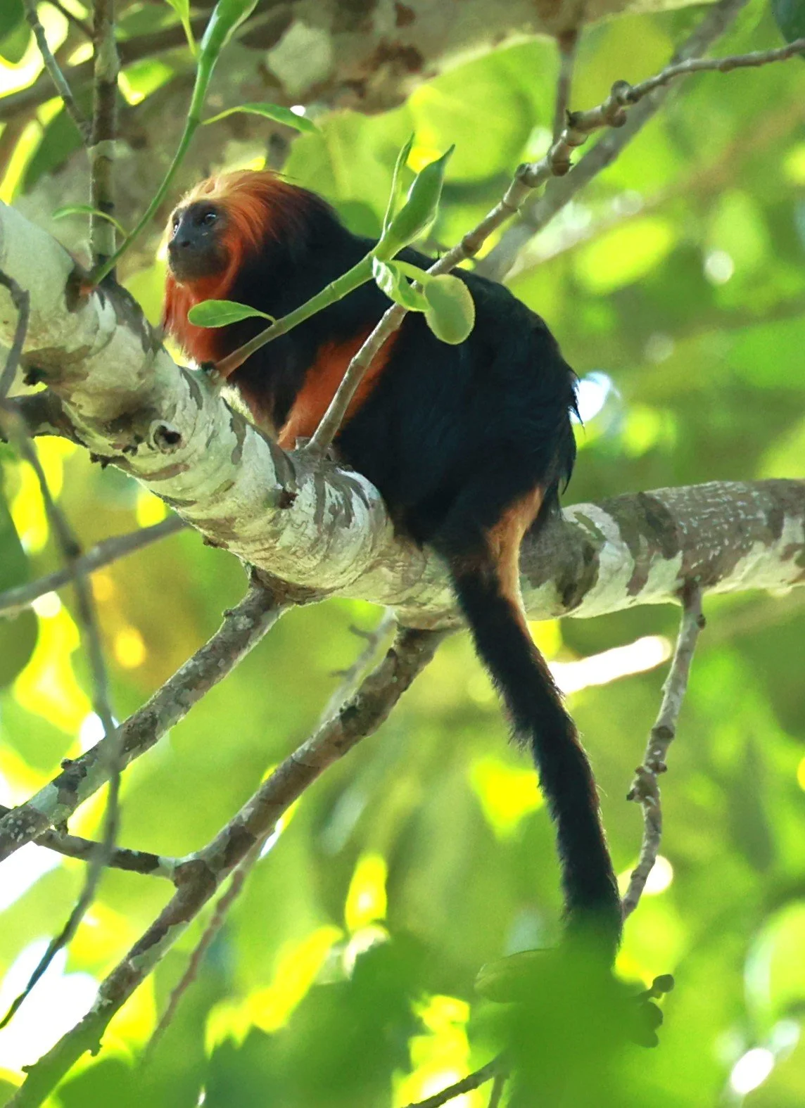 Callitrichidae - Leontopithecus chrysomelas - Golden-headed Lion Tamarin - Illeus, Bahia Brazil, Una Township Area  (45).JPG