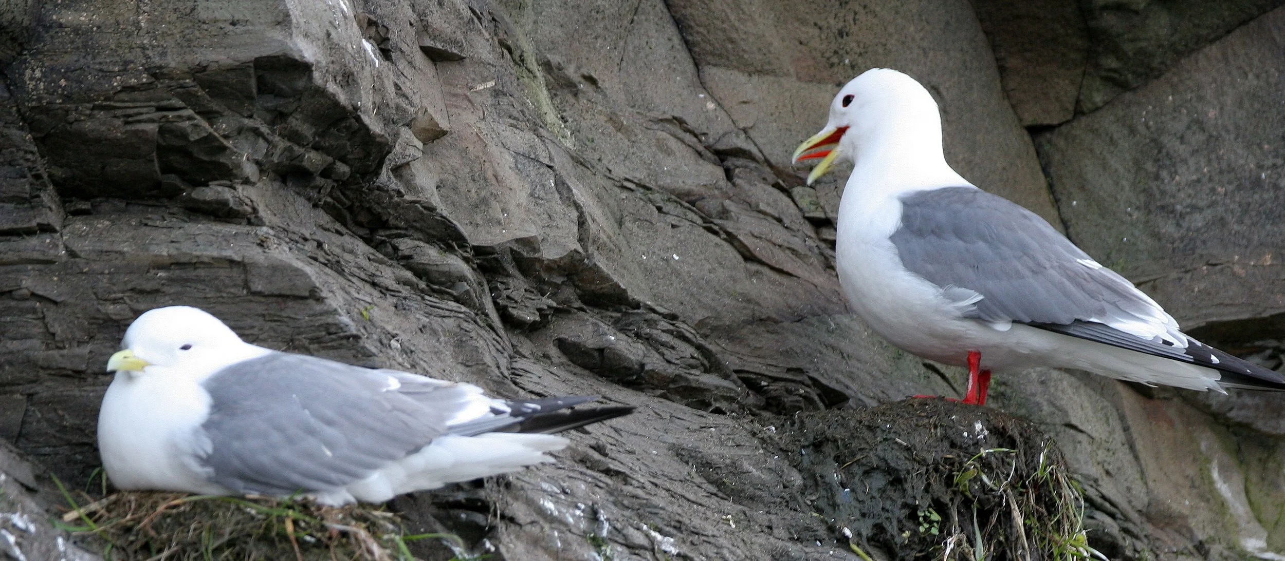 BIRD - KITTIWAKE - RED-LEGGED - COMMANDERS.jpg