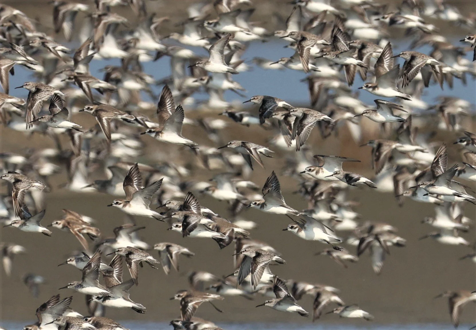 PLOVER - GREATER SAND-PLOVER - Charadrius leschenaultii - LESSER SP, CURLEW, BROADBILL SP PAK THALE OCTOBER 2 (42).jpg