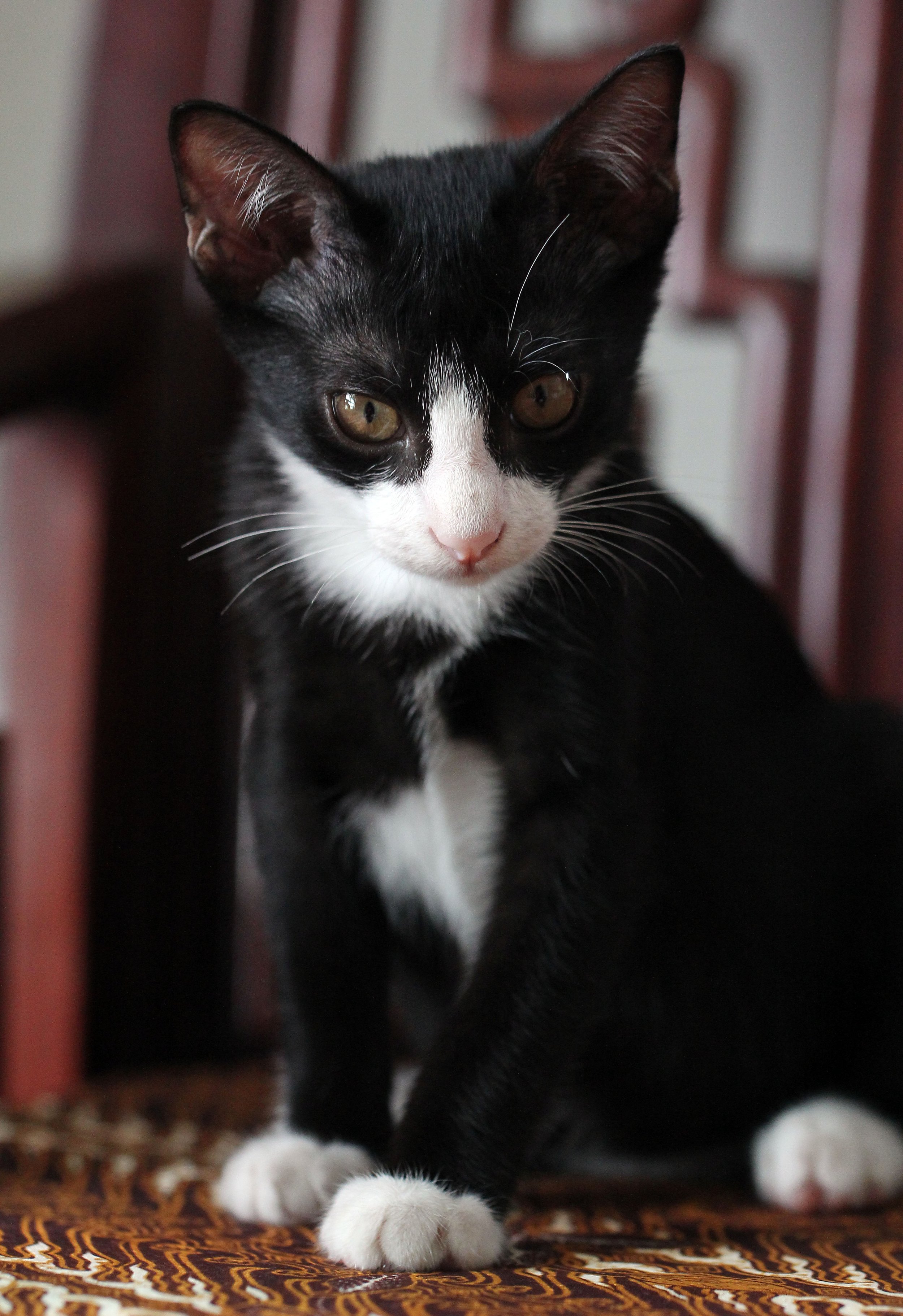2015 Cats - Ukura & Jean Luc (25).JPG