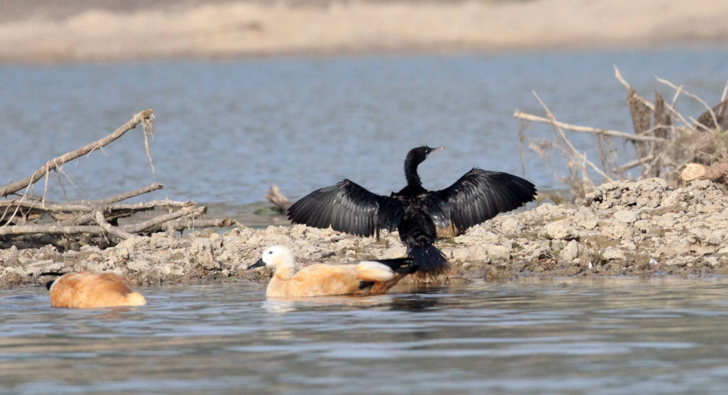 Phalacrocorax fuscicollis - Indian Cormorant or Shag - Chambal River Sanctuary India (1).JPG
