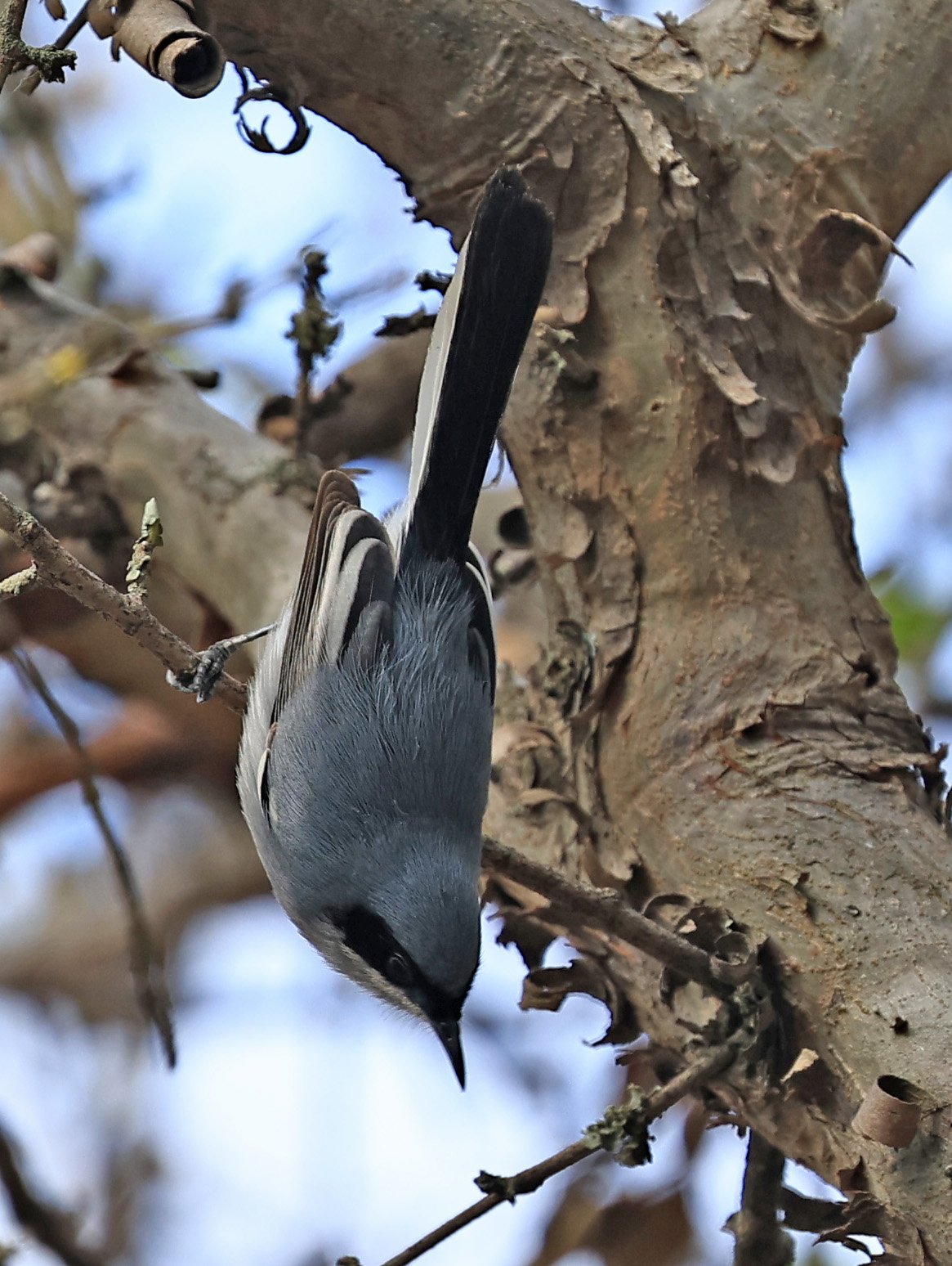 Masked Gnatcatcher (Polioptila dumicola) Aurora Chaquena Reserve, Neuland Mennonite Colony Paraguay (23).jpg