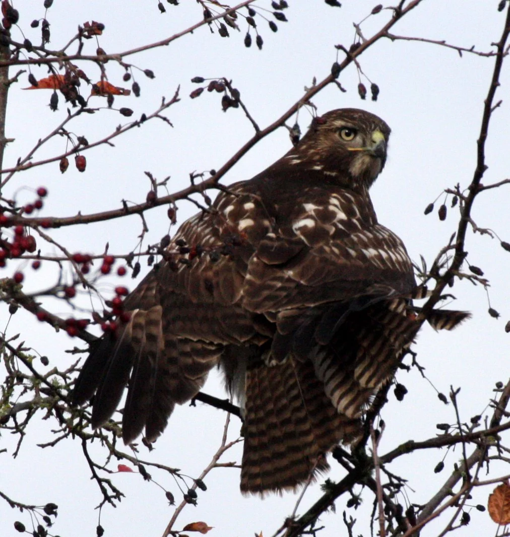 BIRD - HAWK - RED-TAILED HAWK - JAMESTOWN WA (14).JPG