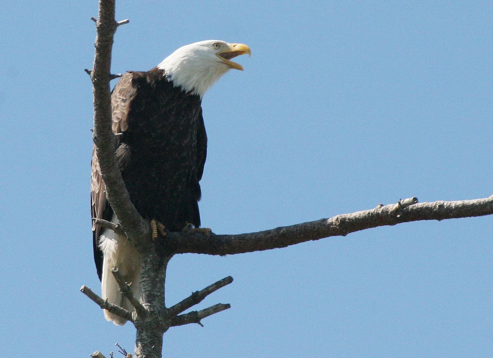 BIRD - EAGLE - BALD EAGLE - CLINE SPIT OVERLOOK SEQUIM WA (30) - Copy.JPG