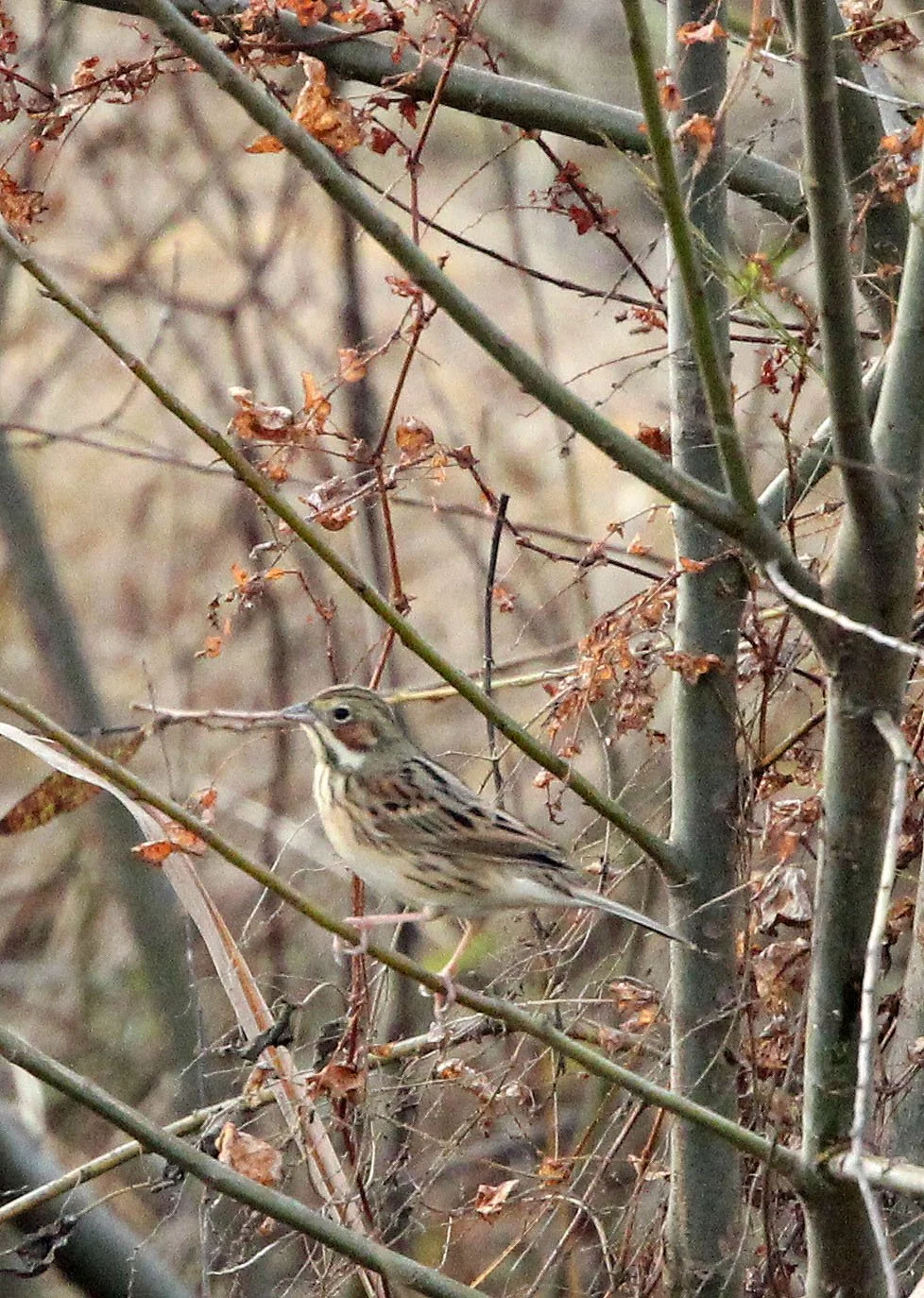 Chestnut-eared Bunting (Emberiza fucata) Poyang Lake Jiangxi Province China