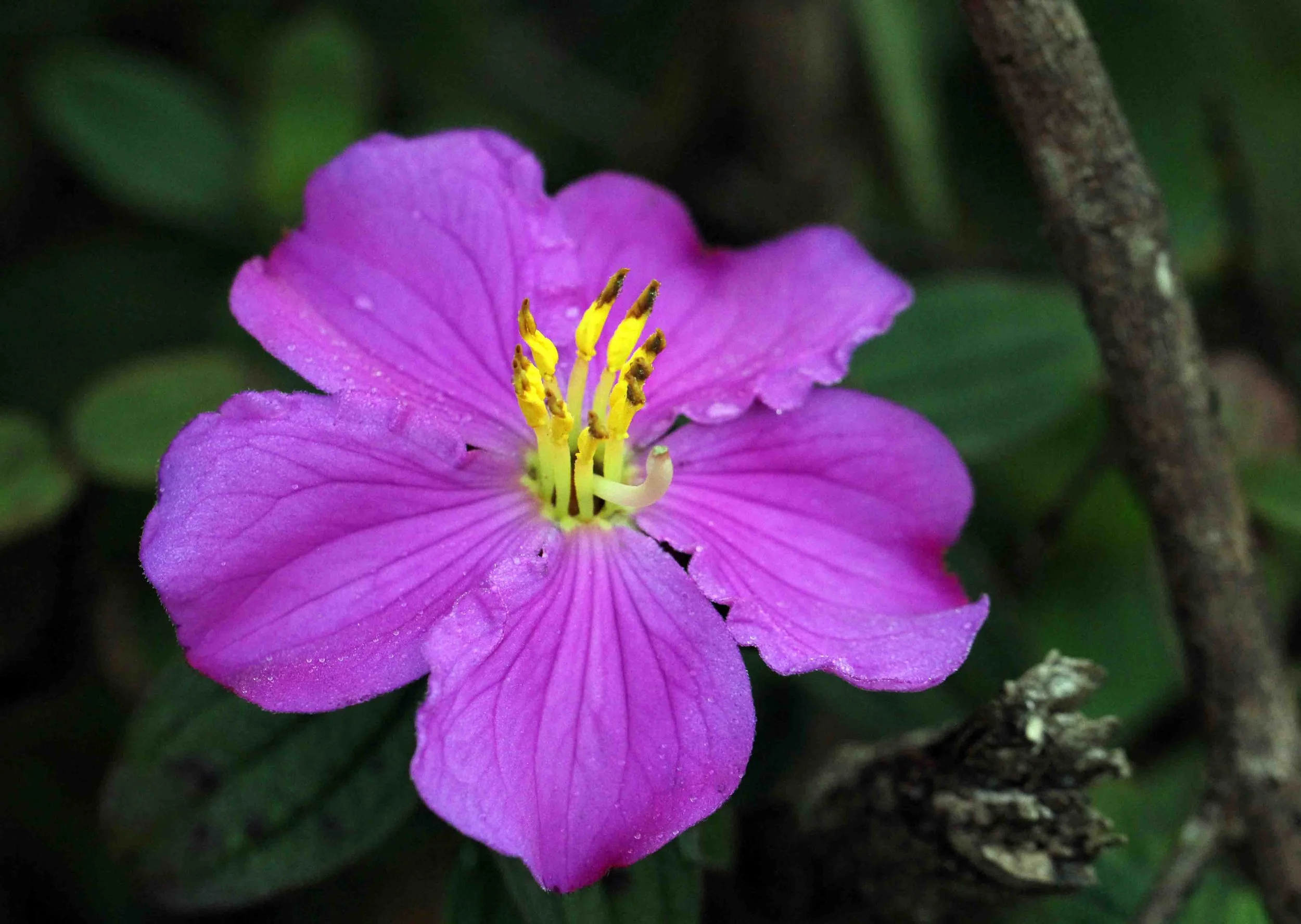 NUWARA ELIYA， HORTON PLAINS NATIONAL PARK,  SRI LANKA (5).JPG