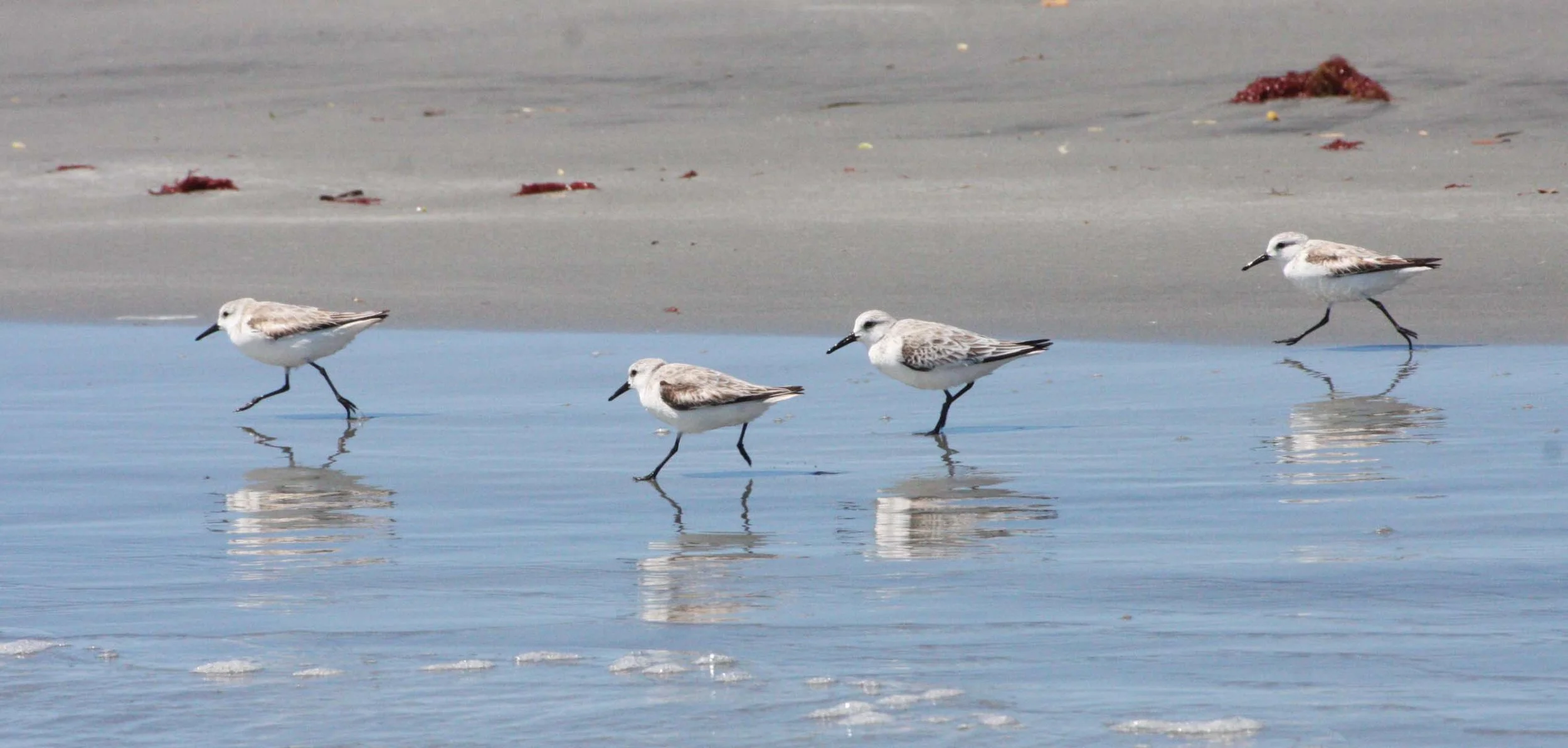 BIRD - SANDERLING - SAN IGNACIO LAGOON BAJA MEXICO (12).JPG