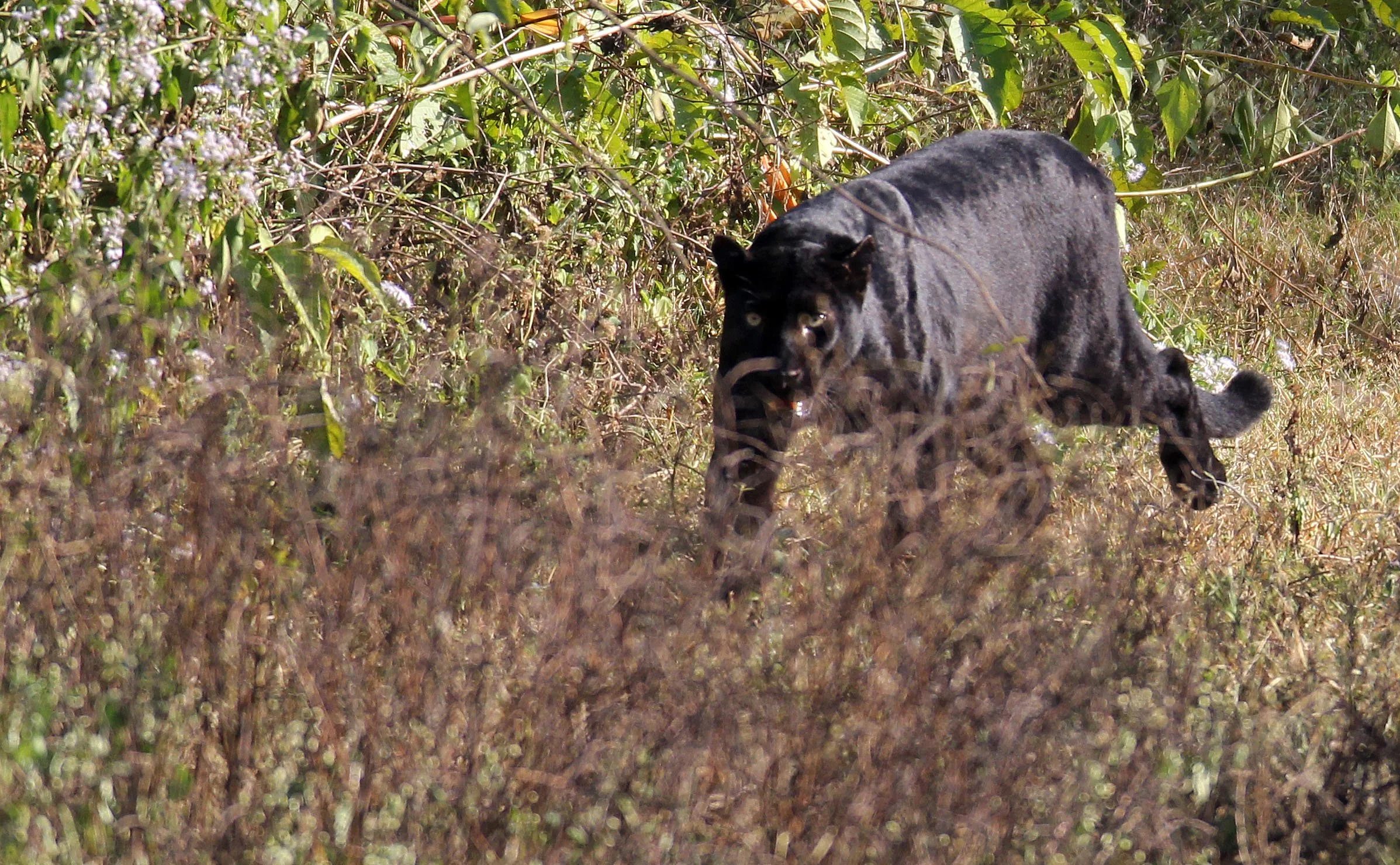 Panthera pardus delacouri - INDOCHINESE LEOPARD - MELANISTIC FORM - HUAI KHA KHAENG - KAPOK KAPIEN STATION & MINERAL LICK - THAI (13).JPG