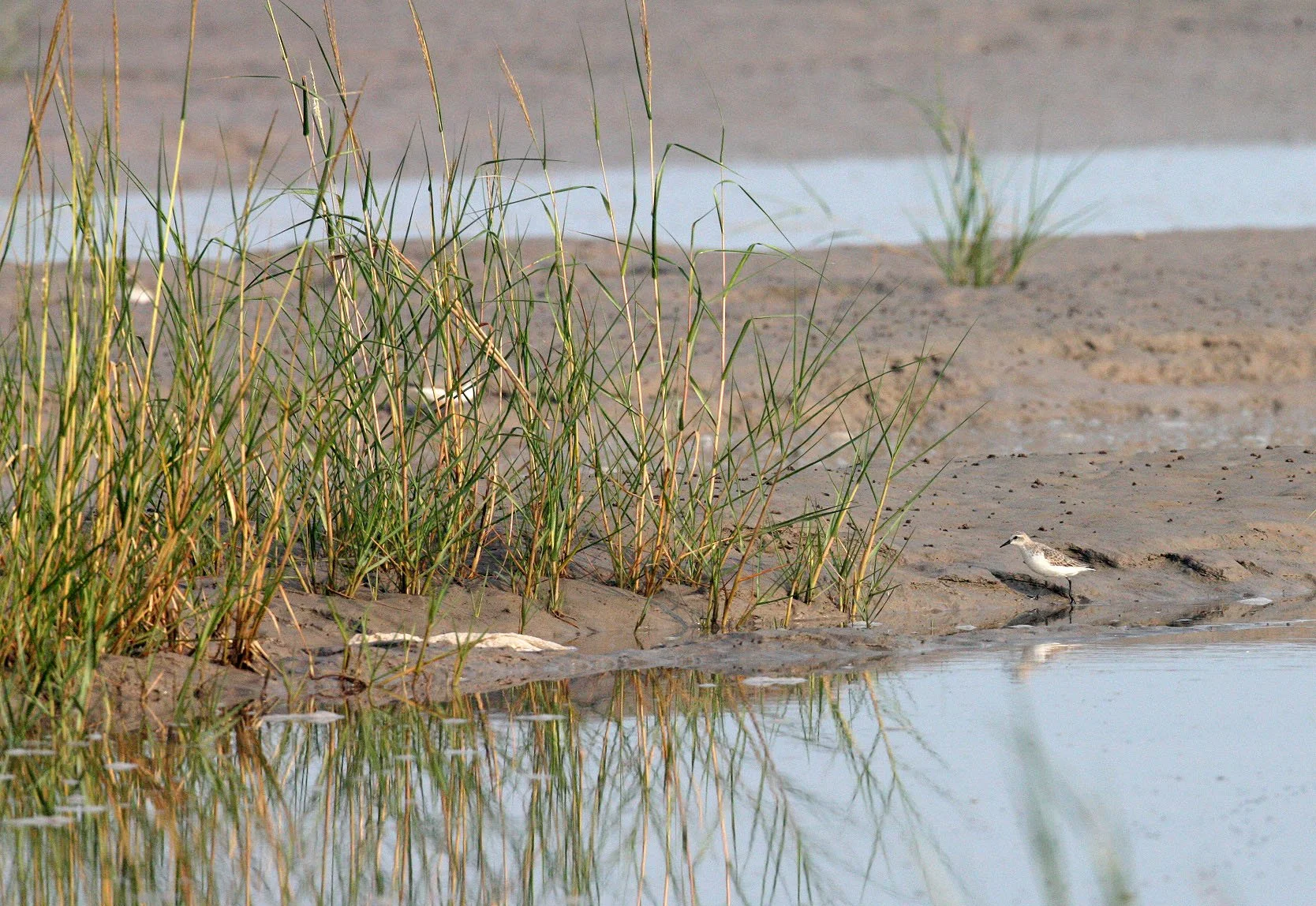BIRD - DUNLIN -  NANKOU, RUDONG, CHINA (1).JPG