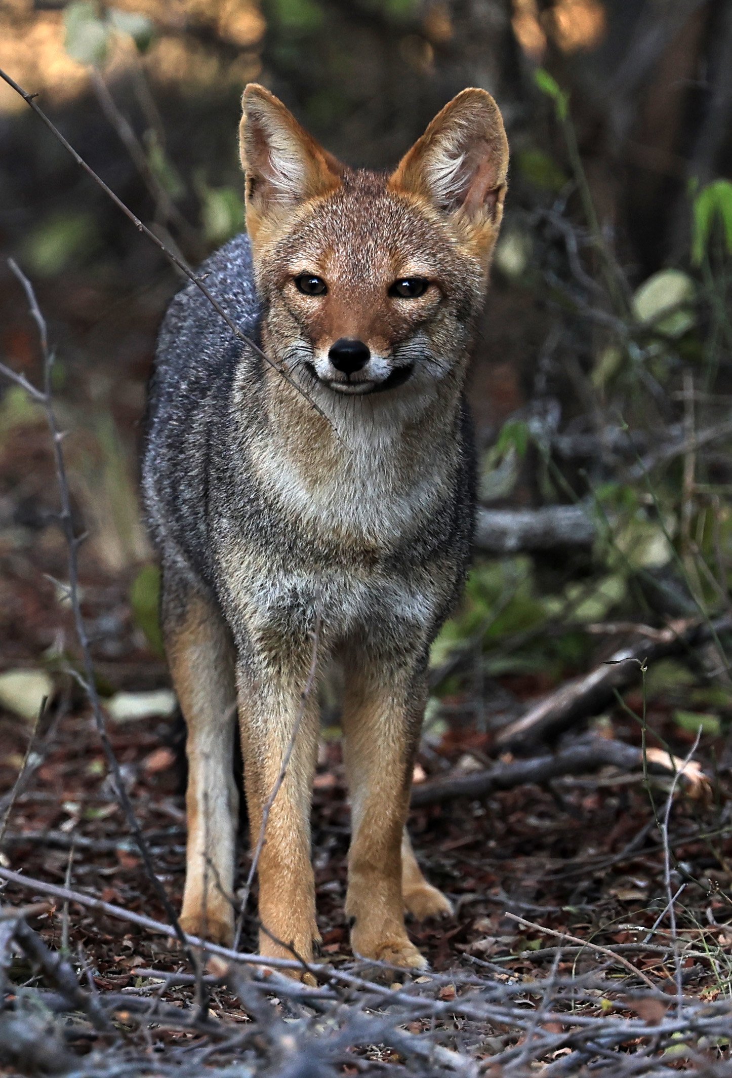 Pampas Fox (Lycalopex gymnocerca) Reserva Natural Canada el Carmen, Paraguay  (44).jpg