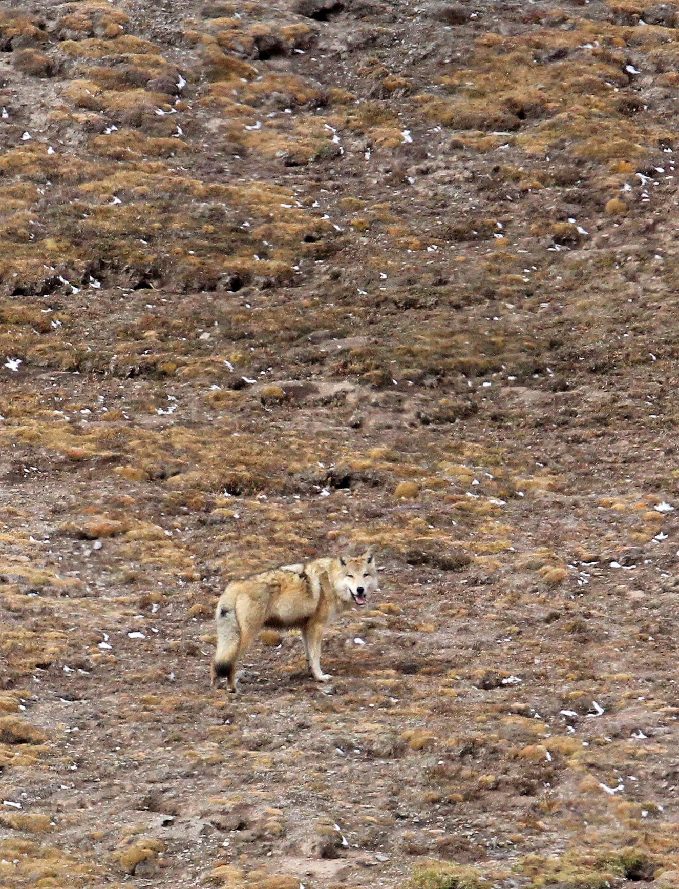 WOLF - Canis lupus chanco - TIBETAN WOLF - KEKEXILI NATIONAL RESERVE - QINGHAI PROVINCE - WEST OF QUMALAI (79).JPG