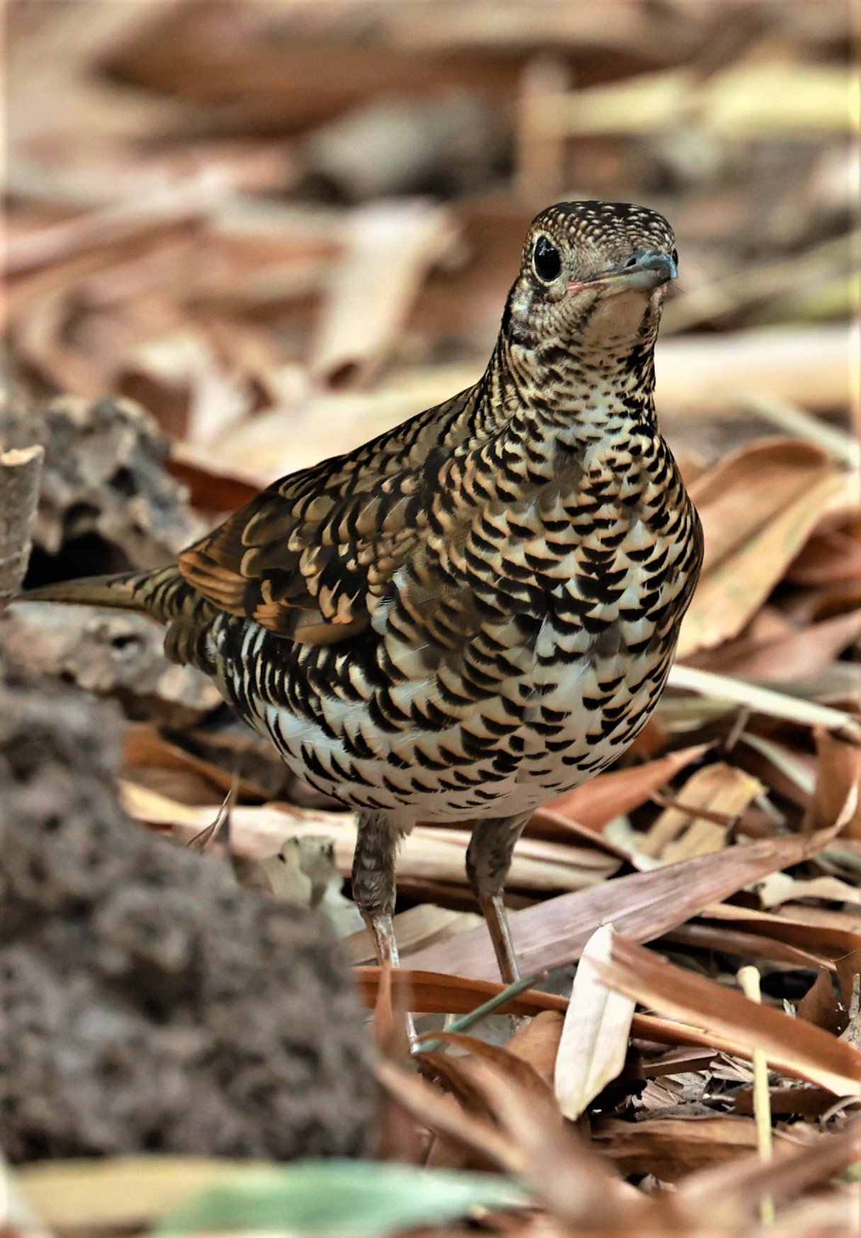 White's Thrush (Zoothera aurea) Putthamonthon Park Nakhon Pathom Thailand (196).jpg