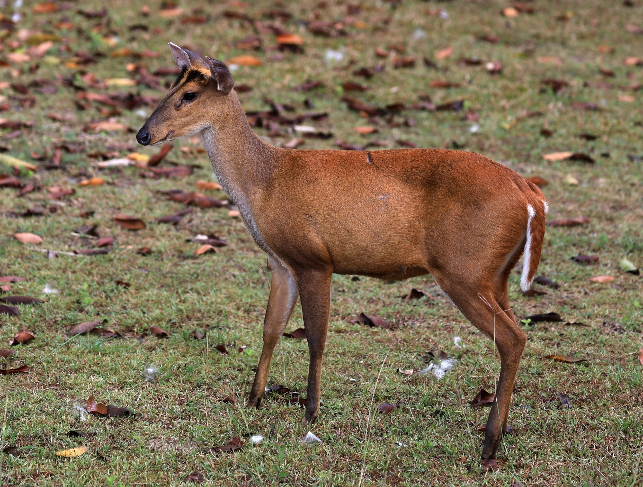 Southern Red Muntjac (Muntiacus muntjak) Khao Yai National Park, Thailand day 3(25).jpg