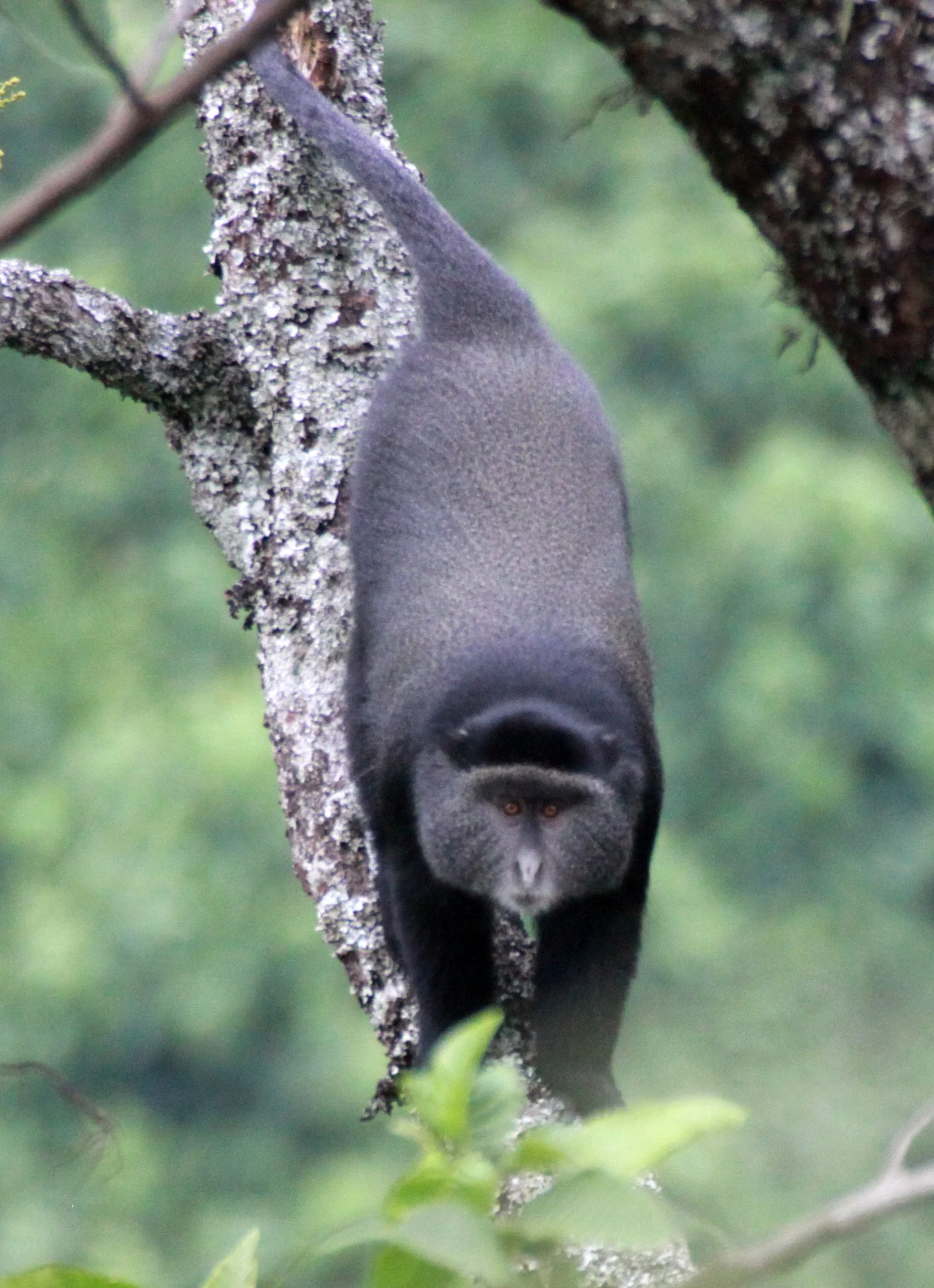 CERCOPITHECIDAE - Cercopithecus mitis - BLUE MONKEY - RWENZORI NATIONAL PARK UGANDA (72).JPG