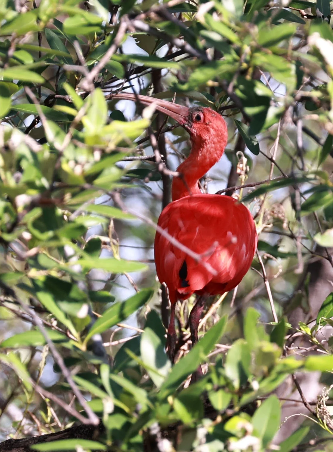 Ibis - Scarlet Ibis - Eudocimus ruber - 29 Songkaow Cafe, Chachoengsao Thailand (1).jpg