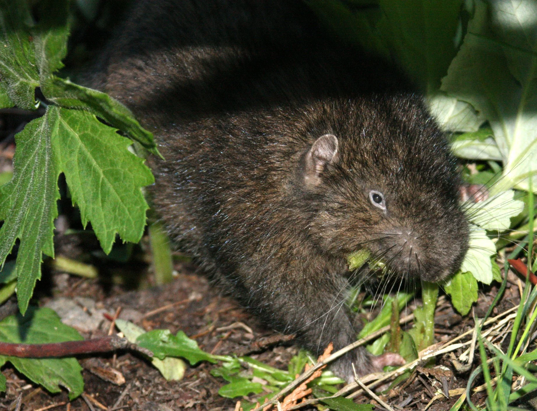 RODENT - MOUNTAIN BEAVER - LAKE FARM WASHINGTON (5).JPG