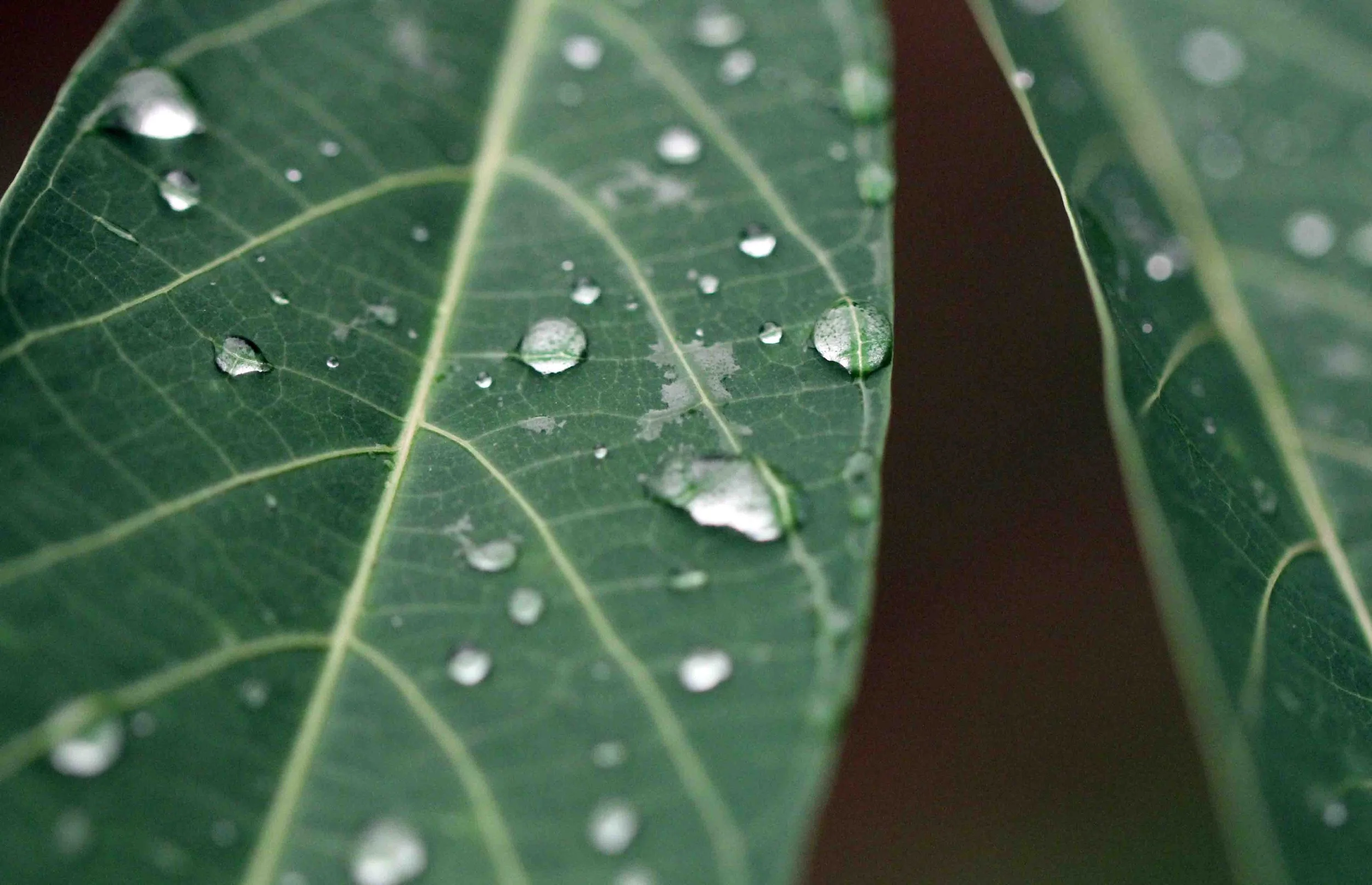 KITULGALA FOREST PRESERVE, SRI LANKA (109).JPG