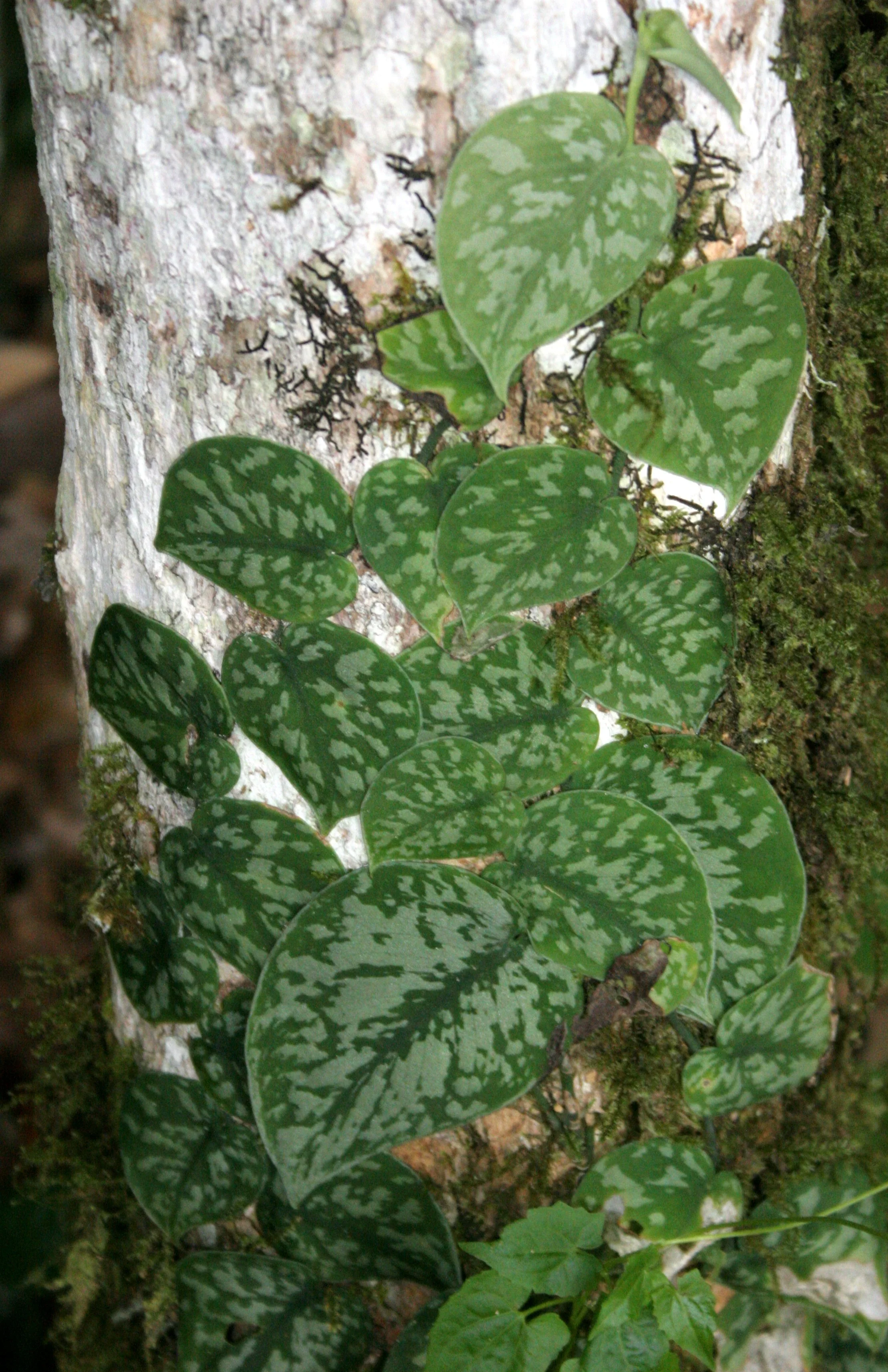 DANUM VALLEY BORNEO - CLIMBING VINE.JPG