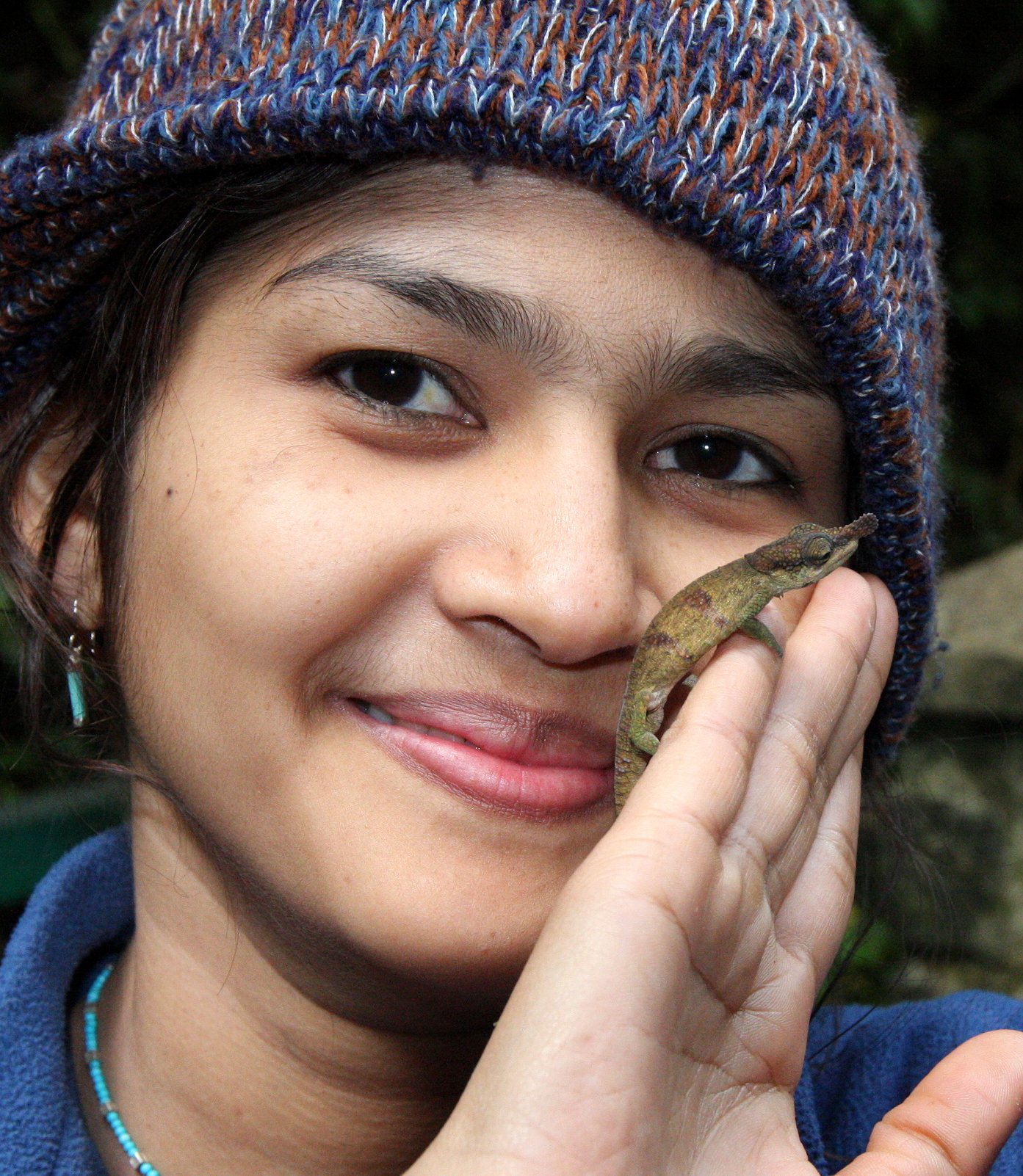 Calumma boettgeri - BOETTGER'S OR BLUE NOSED CHAMELEON - MONTAGNE D'AMBRE NATIONAL PARK (19).JPG