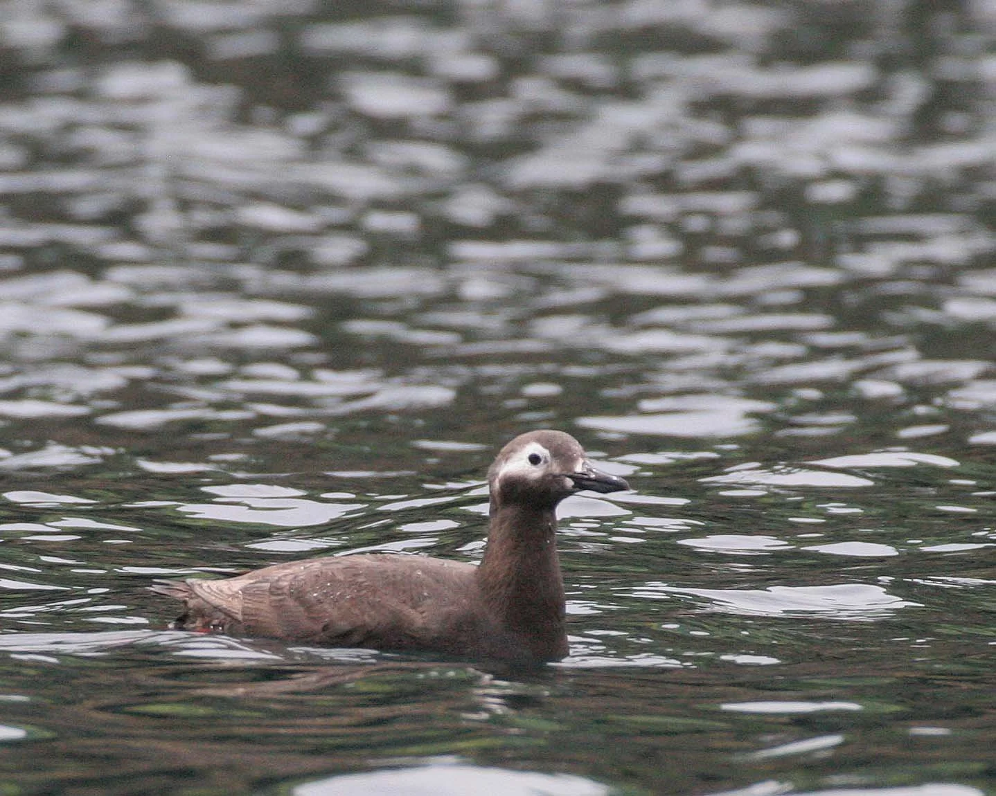 Cepphus carbo - SPECTACLED GUILLEMOT - MONERON ISLAND RUSSIA (23).jpg