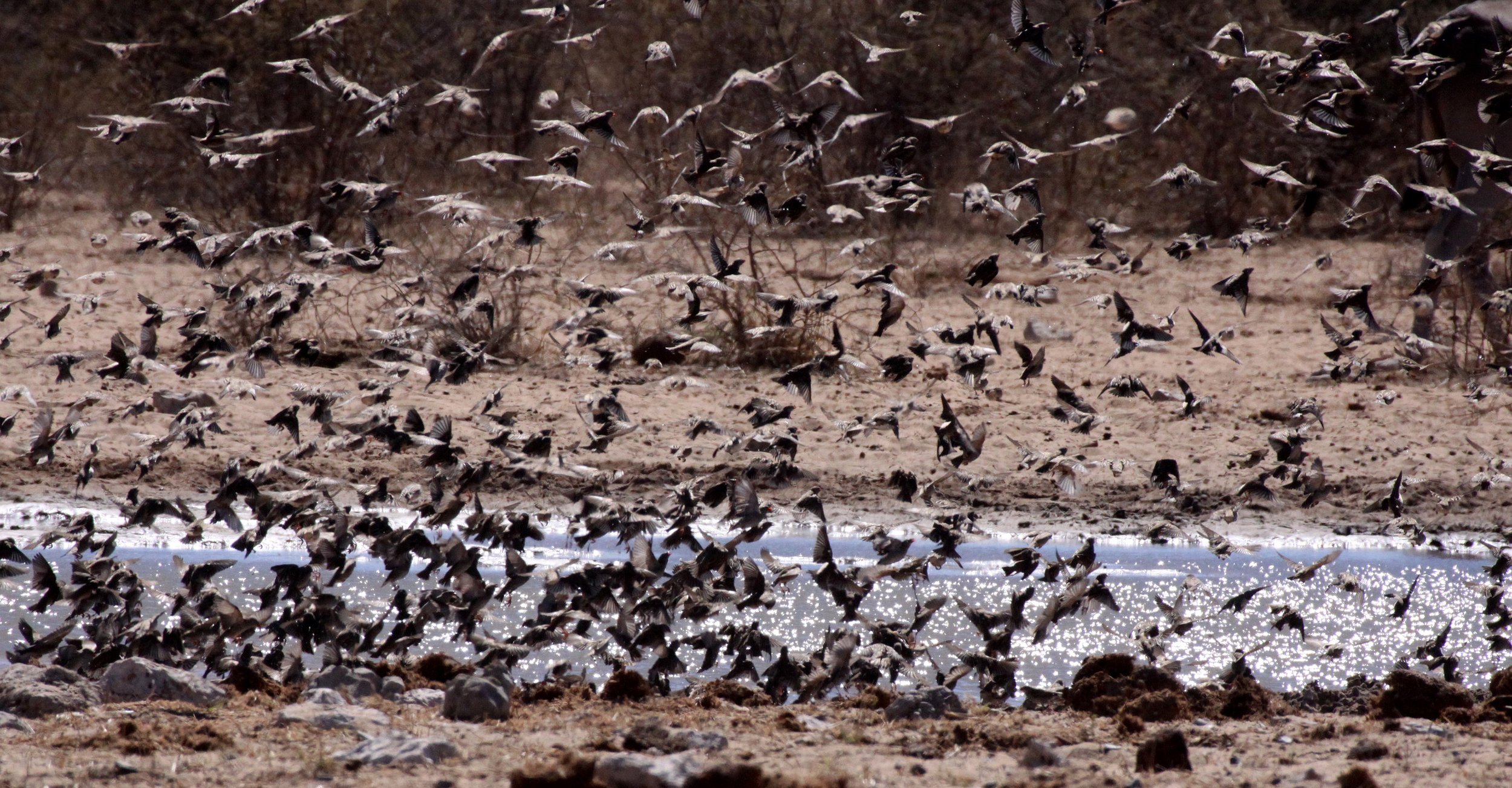 Red-billed Quelea (Quelea quelea) Etosha NP Namibia (3).JPG